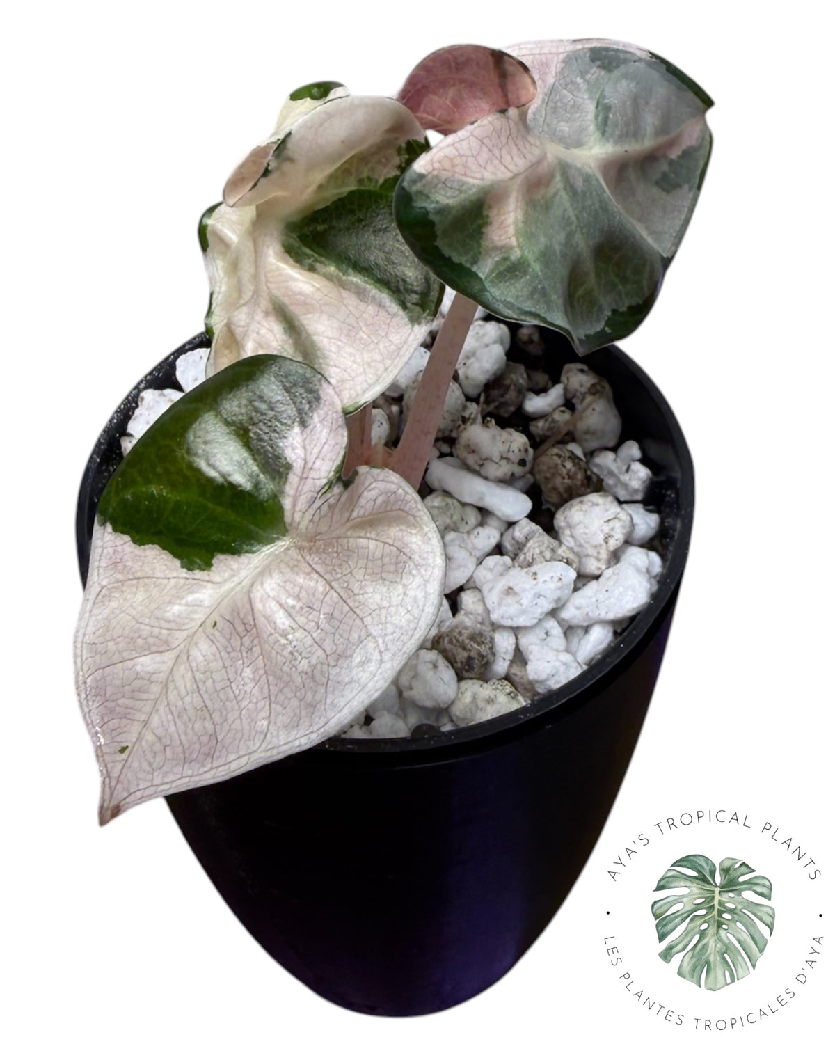 Alocasia Heart Balloon Pink variegated