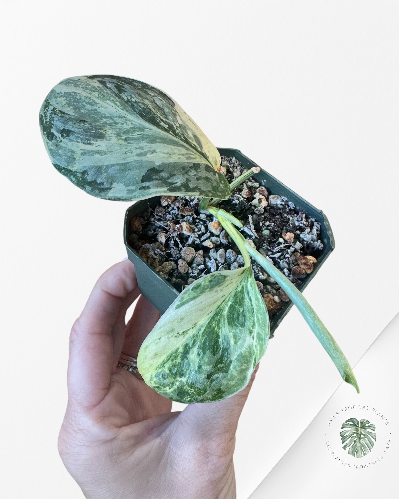 Scindapsus Exotica White Crystal Variegated-W