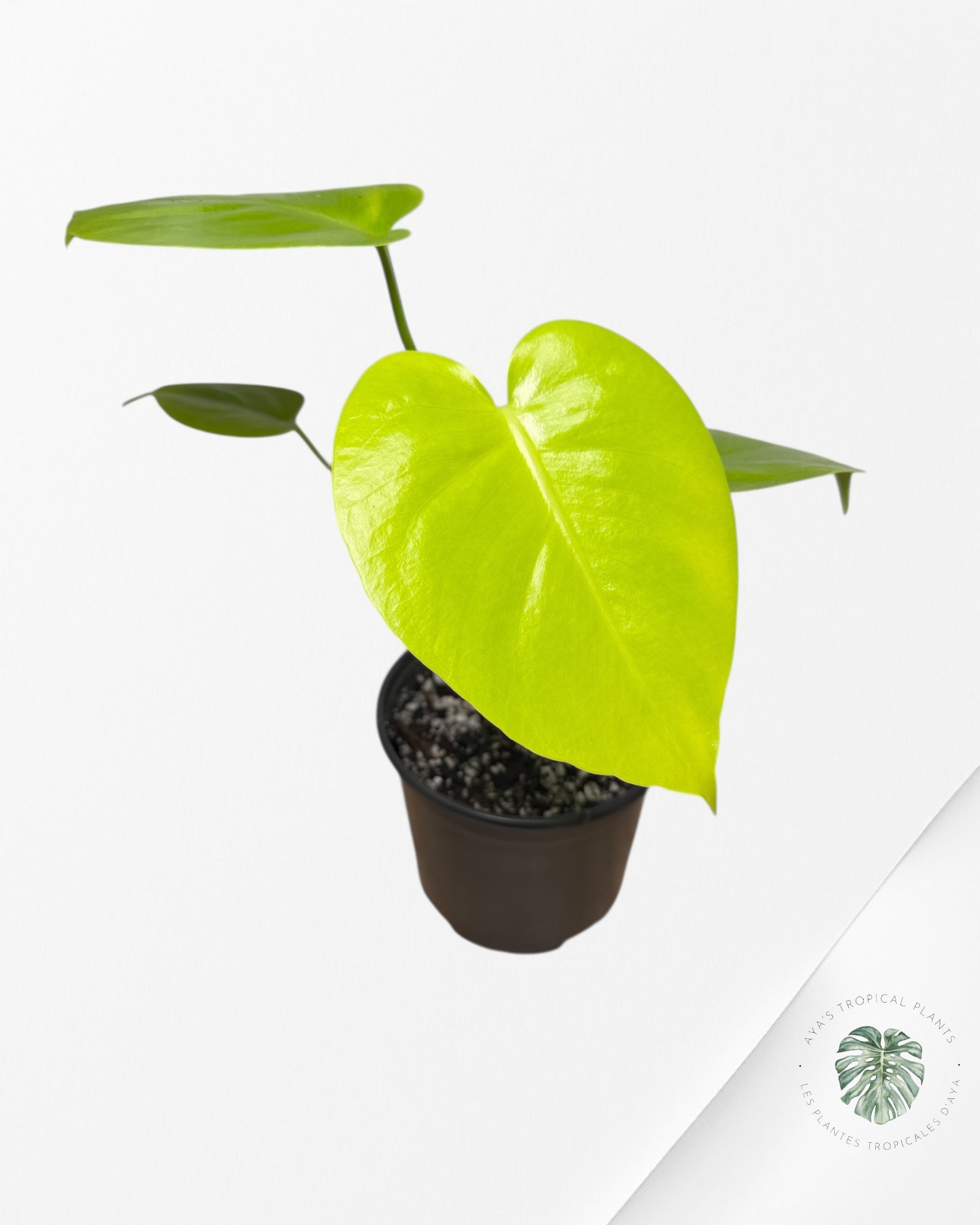 Monstera Deliciosa 'Lemon Lime' - MLL