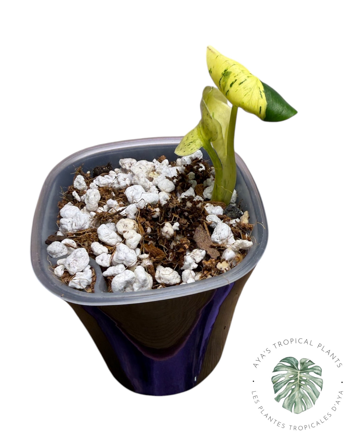 Monstera Siam Mint