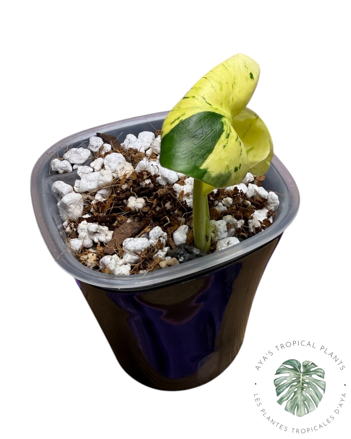 Monstera Siam Mint