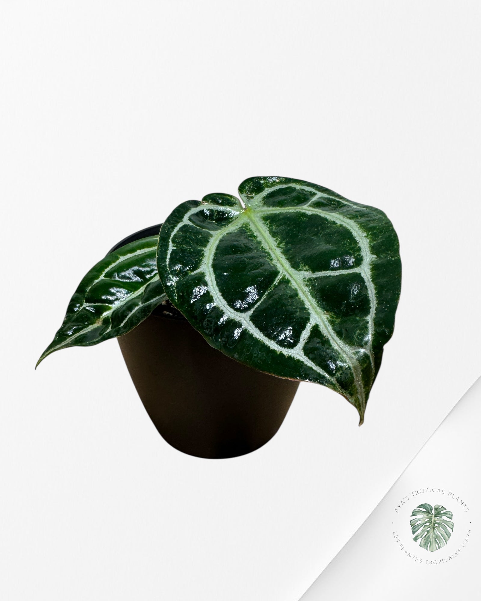 Anthurium Michelle - SA7