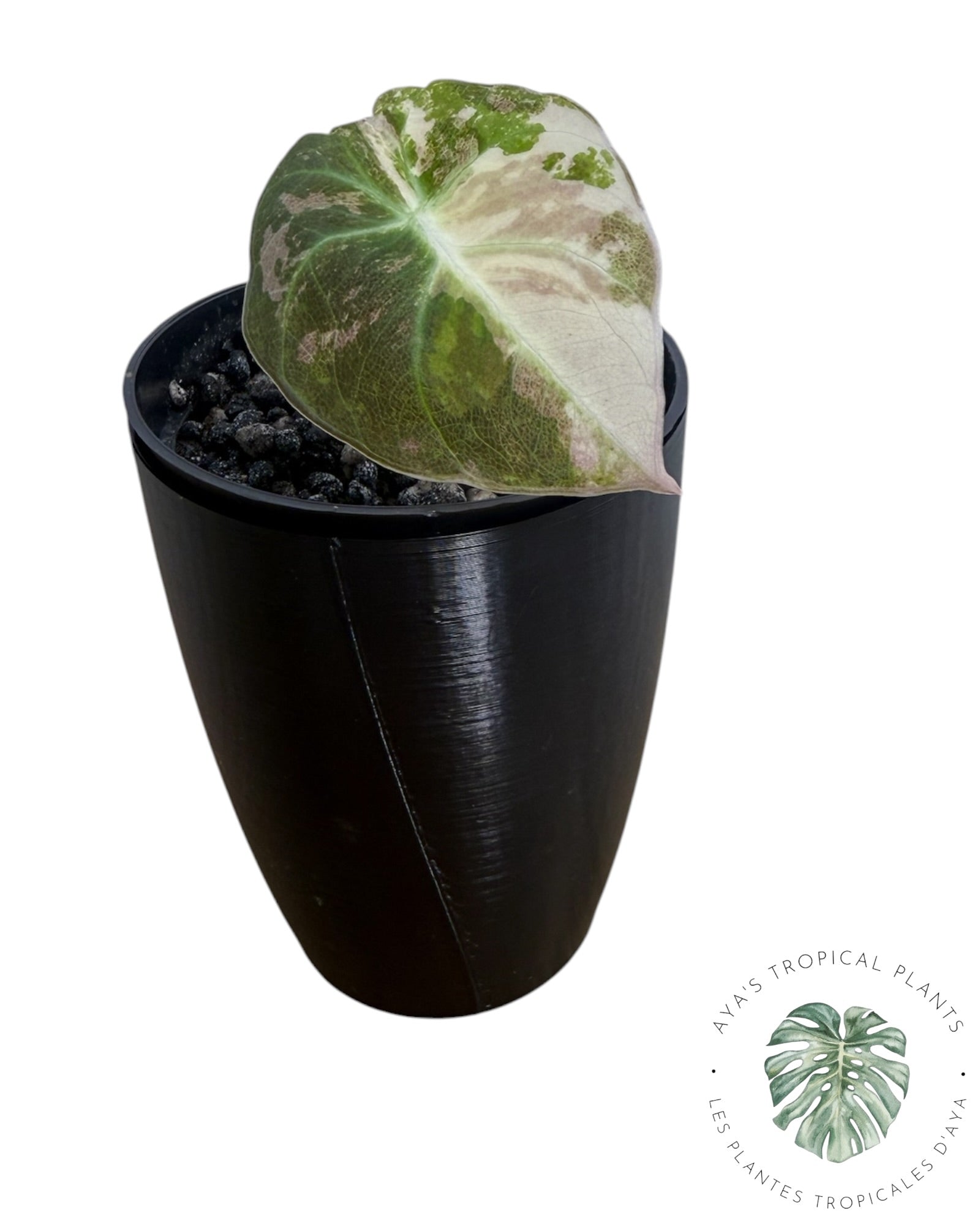 Alocasia Black Velvet Pink Variegated