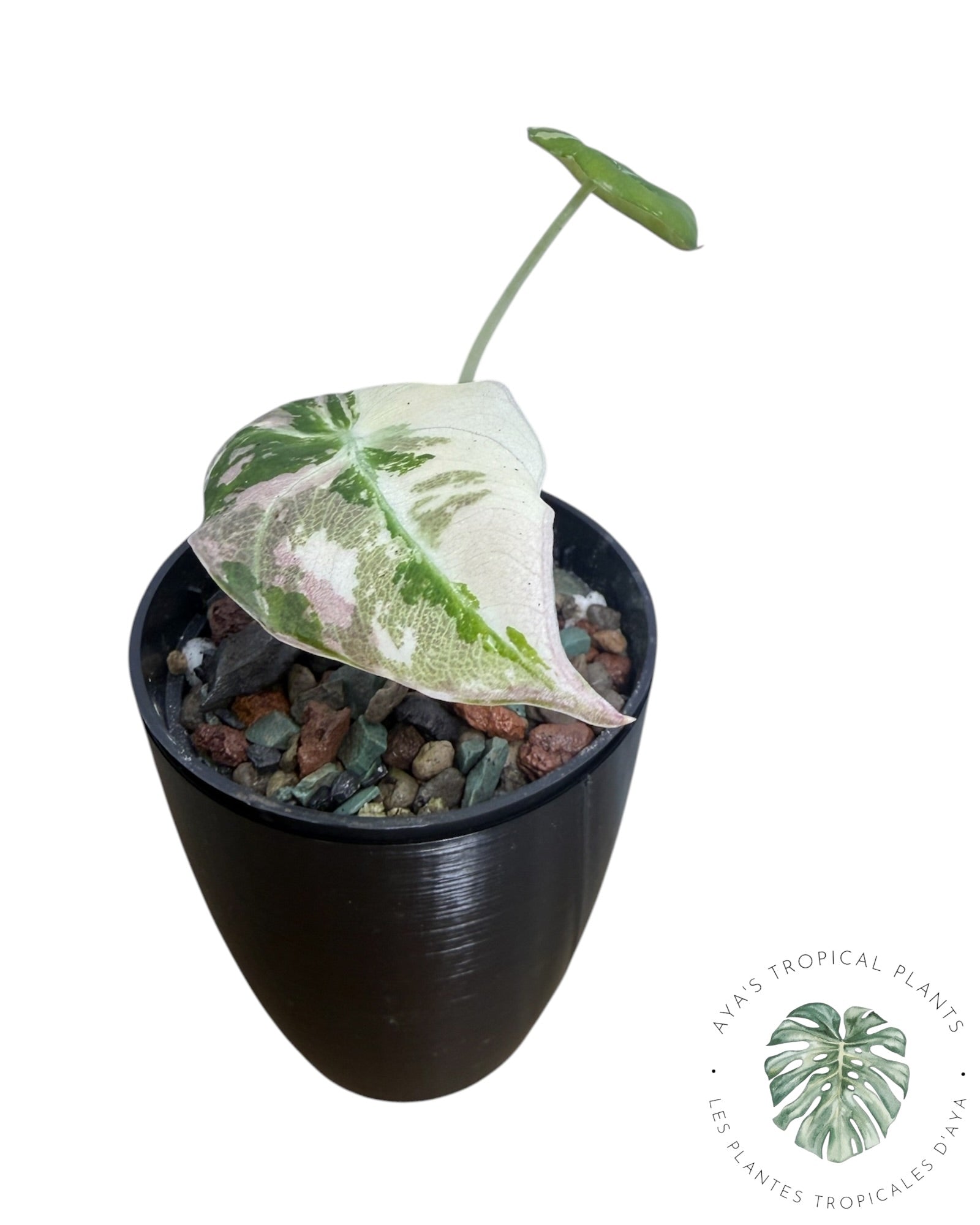 Alocasia Black Velvet Pink Panaché