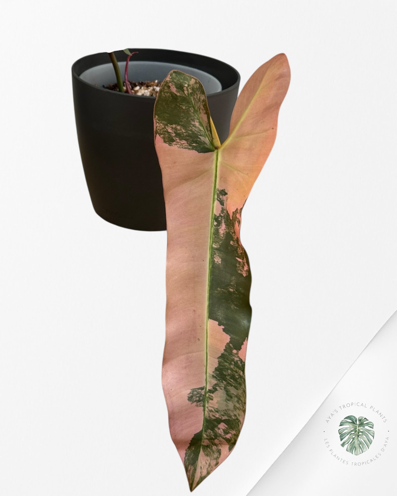 Philodendron Atabapoense Pink Variegated | Rare Aroid Plant | Aya's Tropical Plants