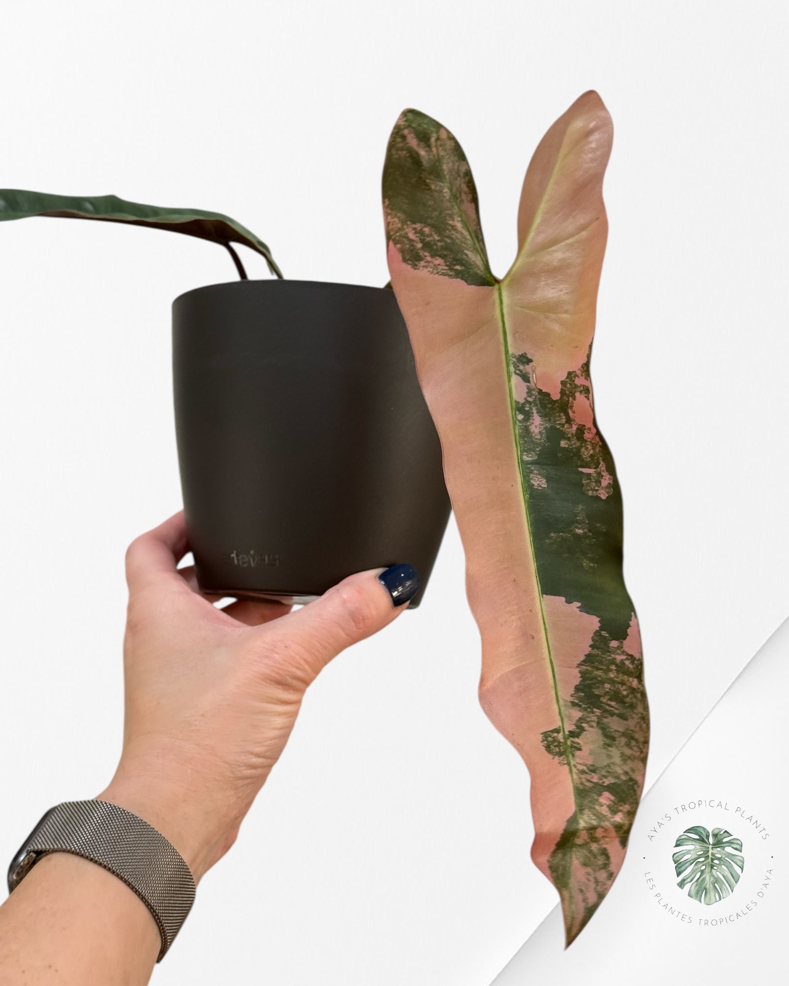 Philodendron Atabapoense Pink Variegated | Rare Aroid Plant | Aya's Tropical Plants