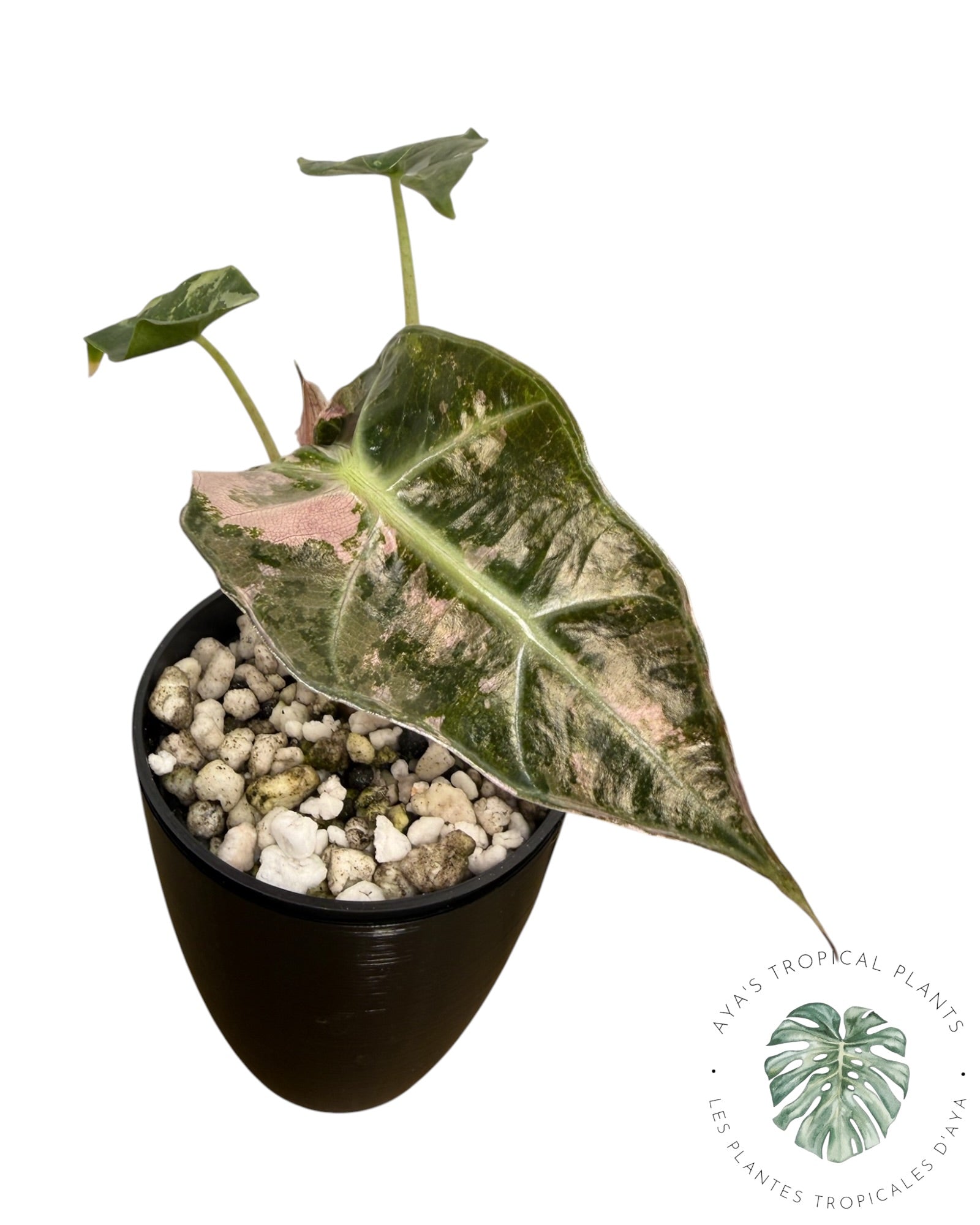Alocasia Polly Pink Snowflake