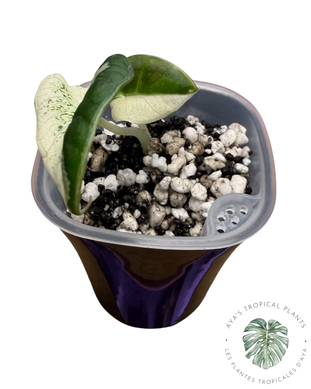 Alocasia Black Velvet Pink Snowflake Variegated