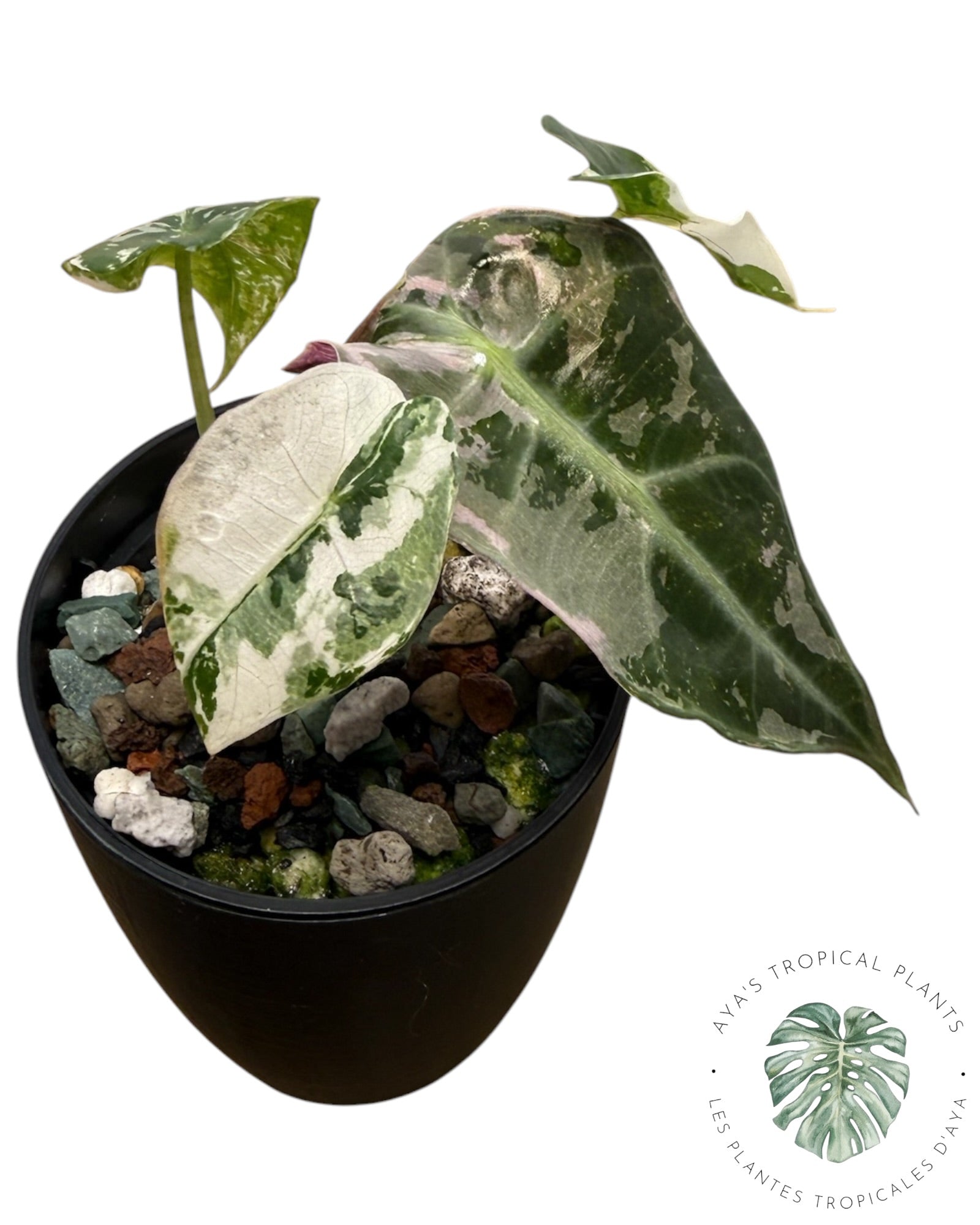Alocasia Polly Pink Snowflake