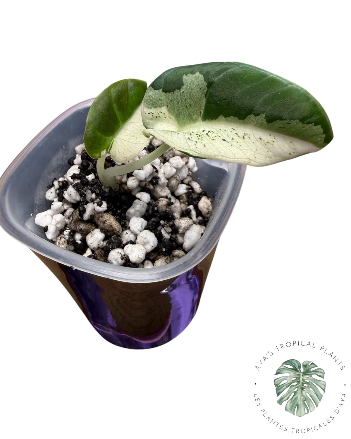 Alocasia Black Velvet Pink Snowflake Variegated