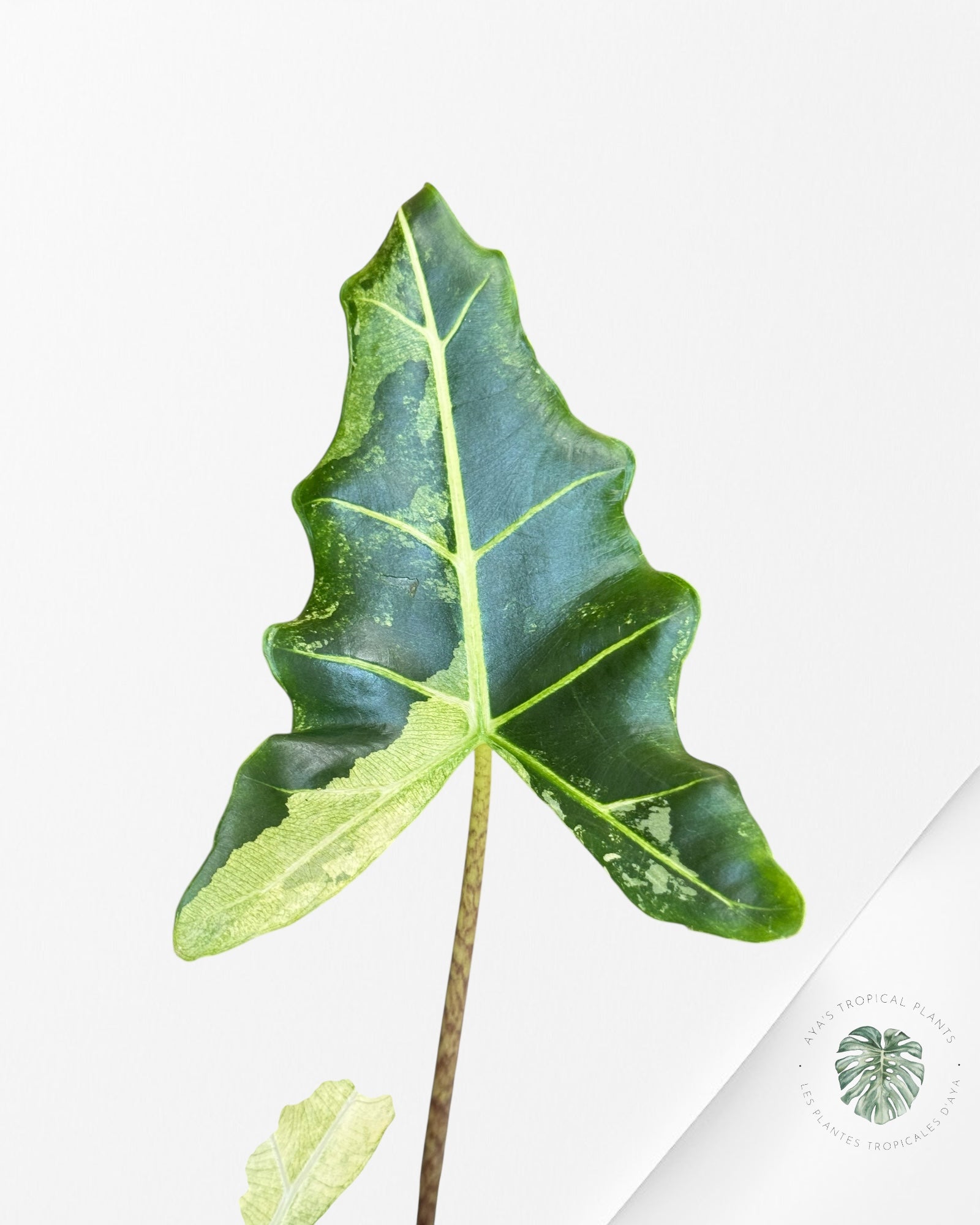 Alocasia Sarian Variegated | Rare Aroid Plant| Aya's Tropical Plants