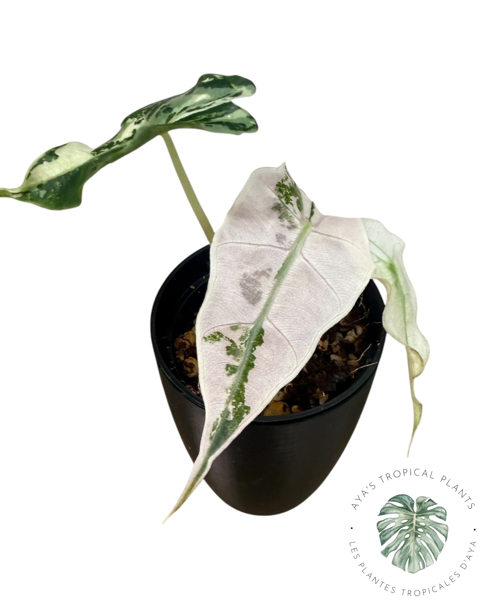 Alocasia Polly Pink Snowflake
