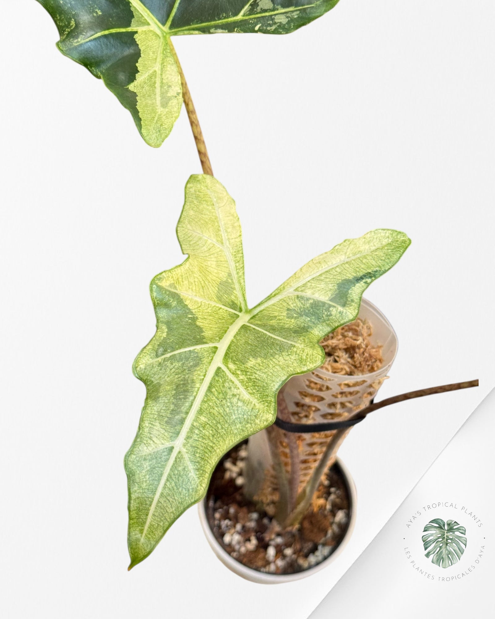 Alocasia Sarian Variegated | Rare Aroid Plant| Aya's Tropical Plants