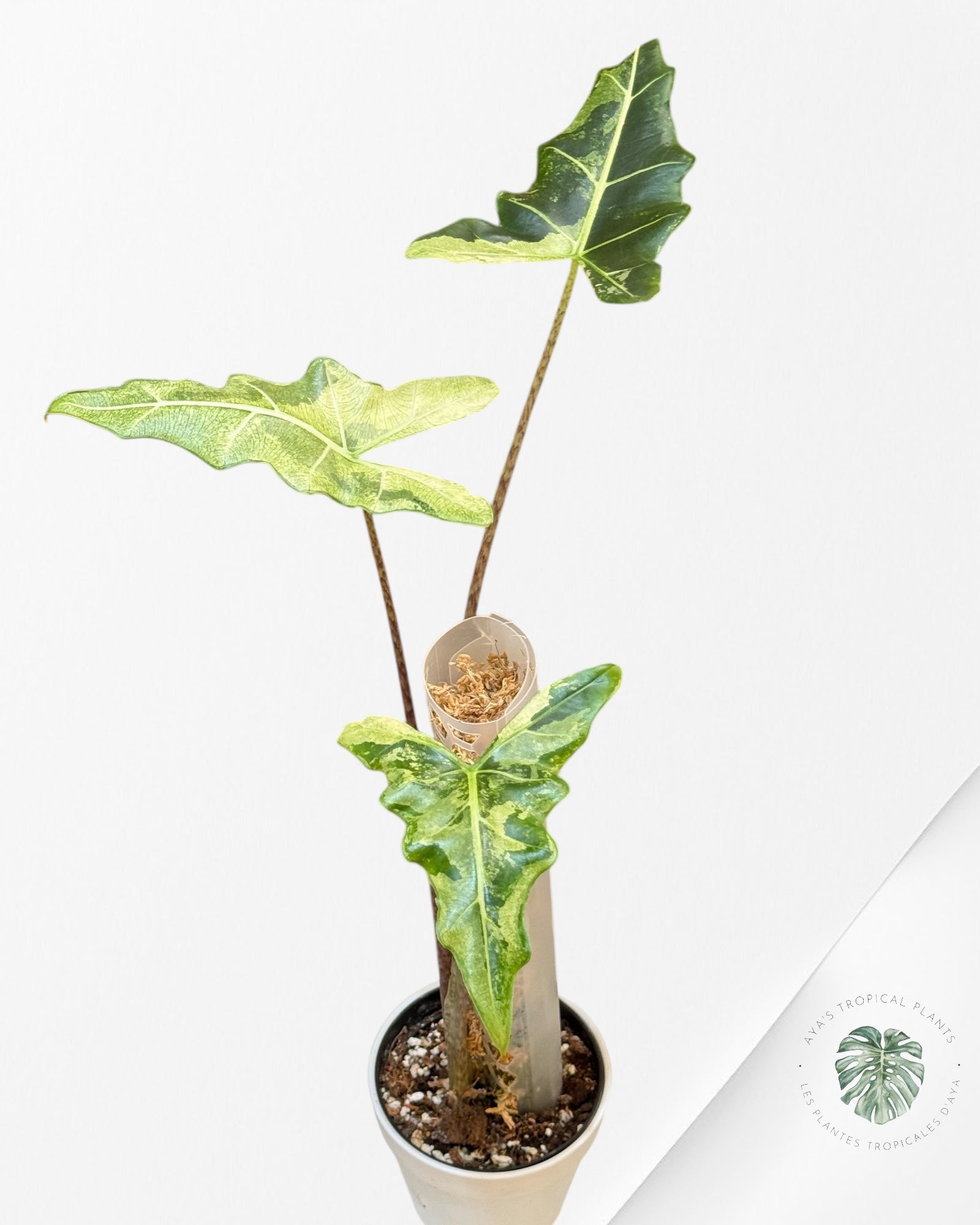 Alocasia Sarian Variegated | Rare Aroid Plant| Aya's Tropical Plants