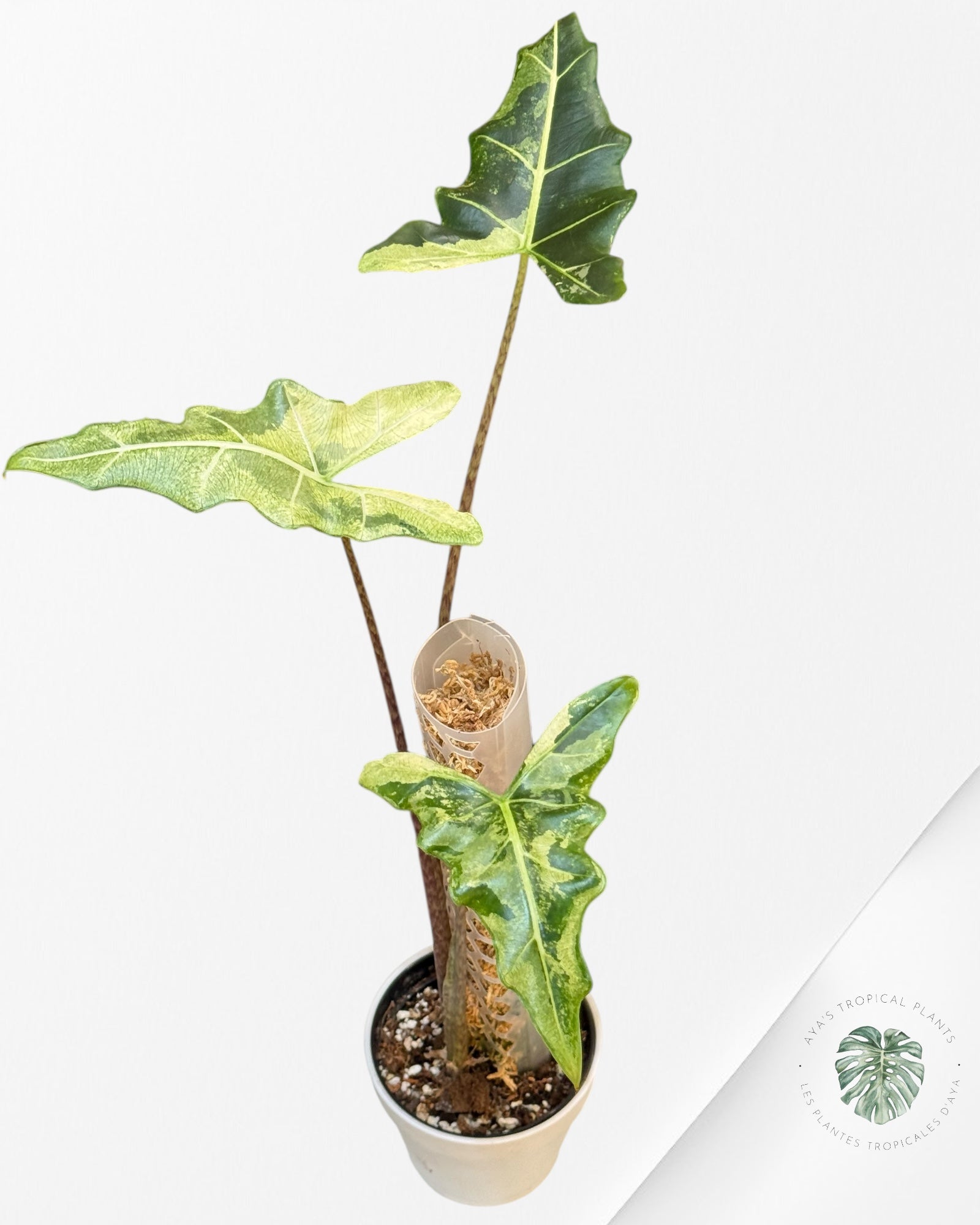 Alocasia Sarian Variegated | Rare Aroid Plant| Aya's Tropical Plants