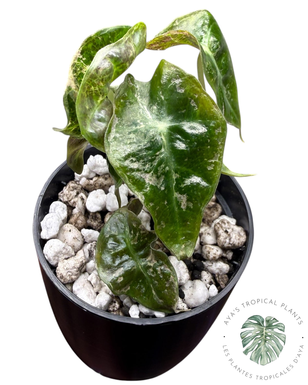 Alocasia Polly Ruby panaché cassé