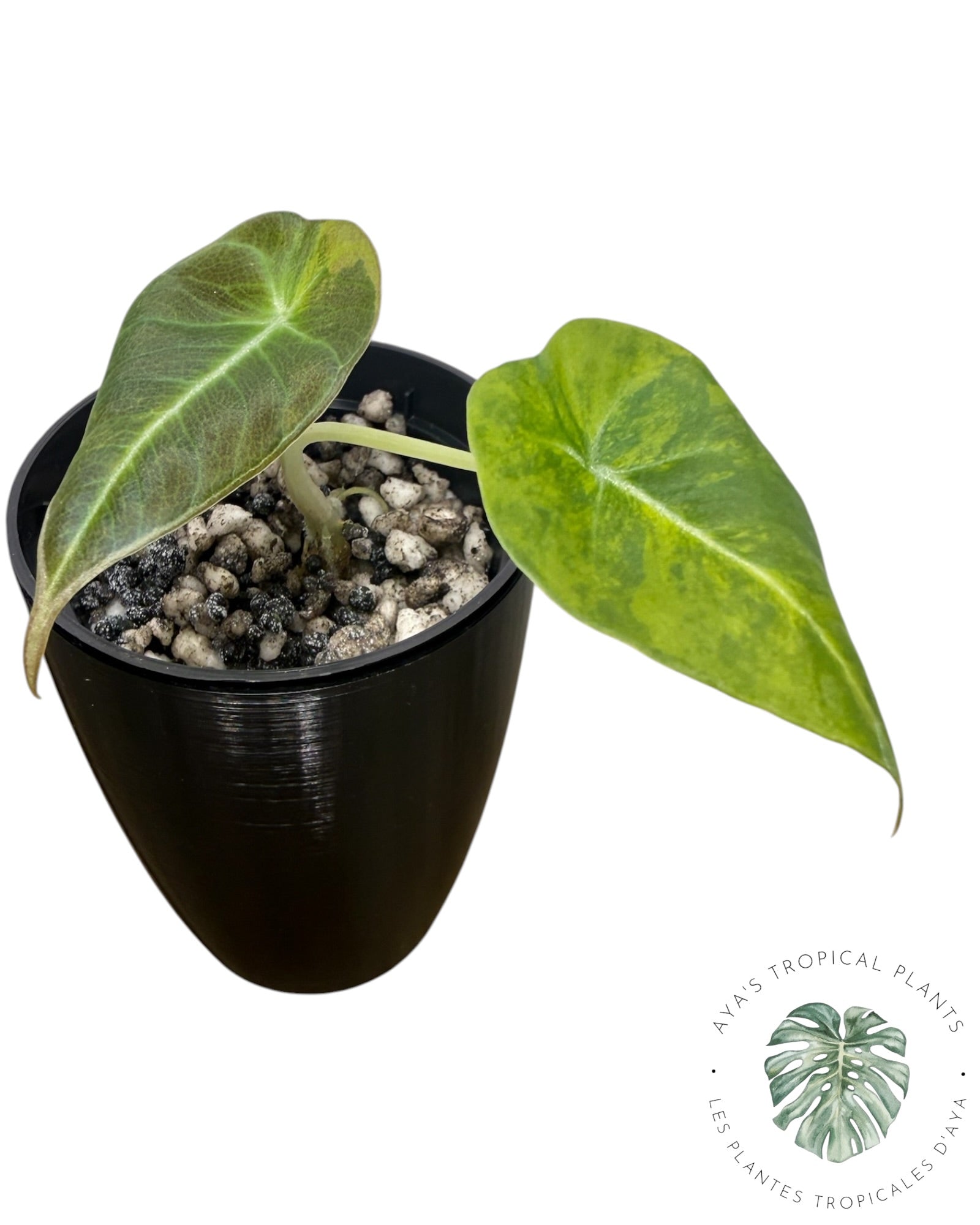 Alocasia Black Velvet Aurea Variegated