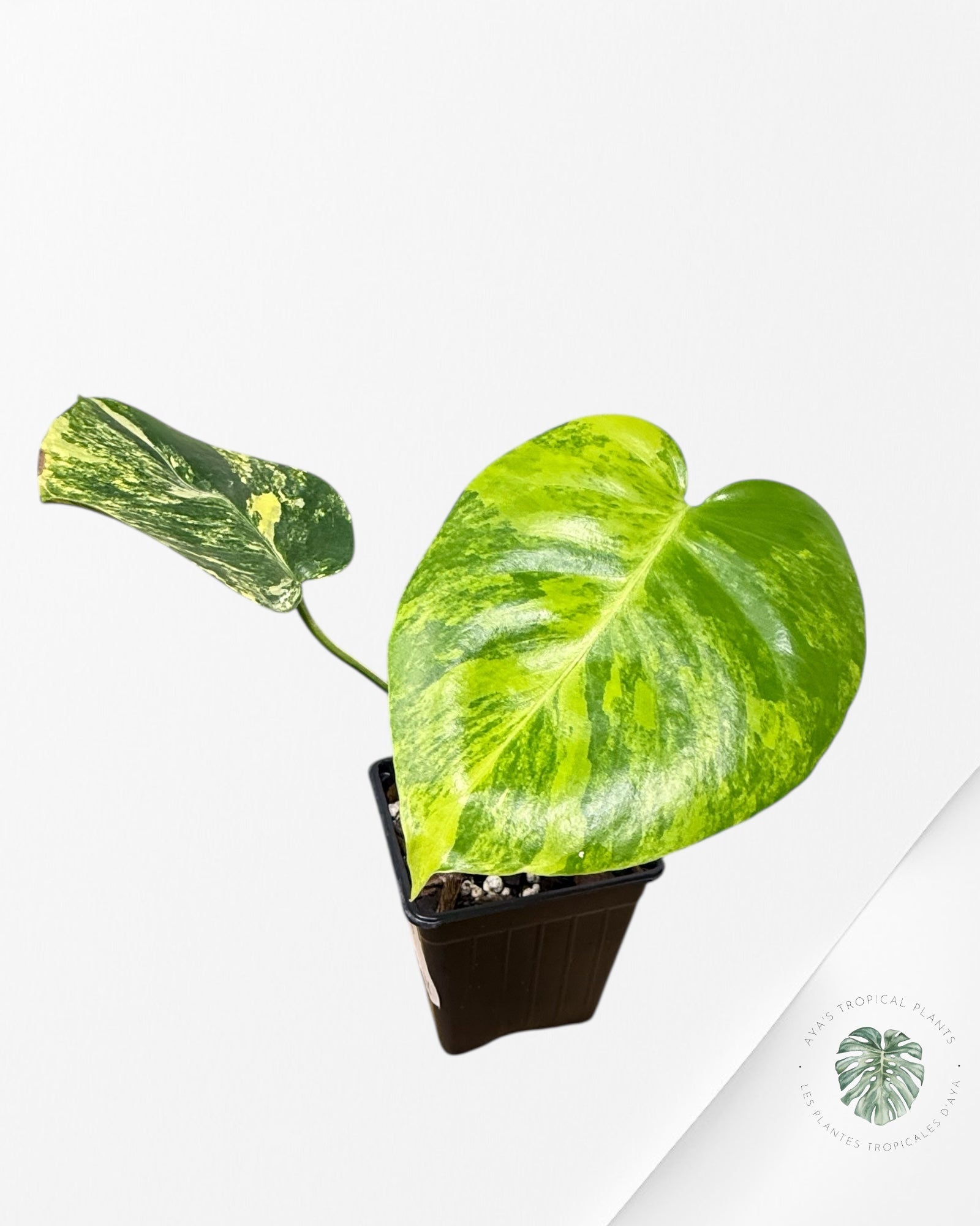 Monstera Deliciosa Jaune 'Marilyn' panaché