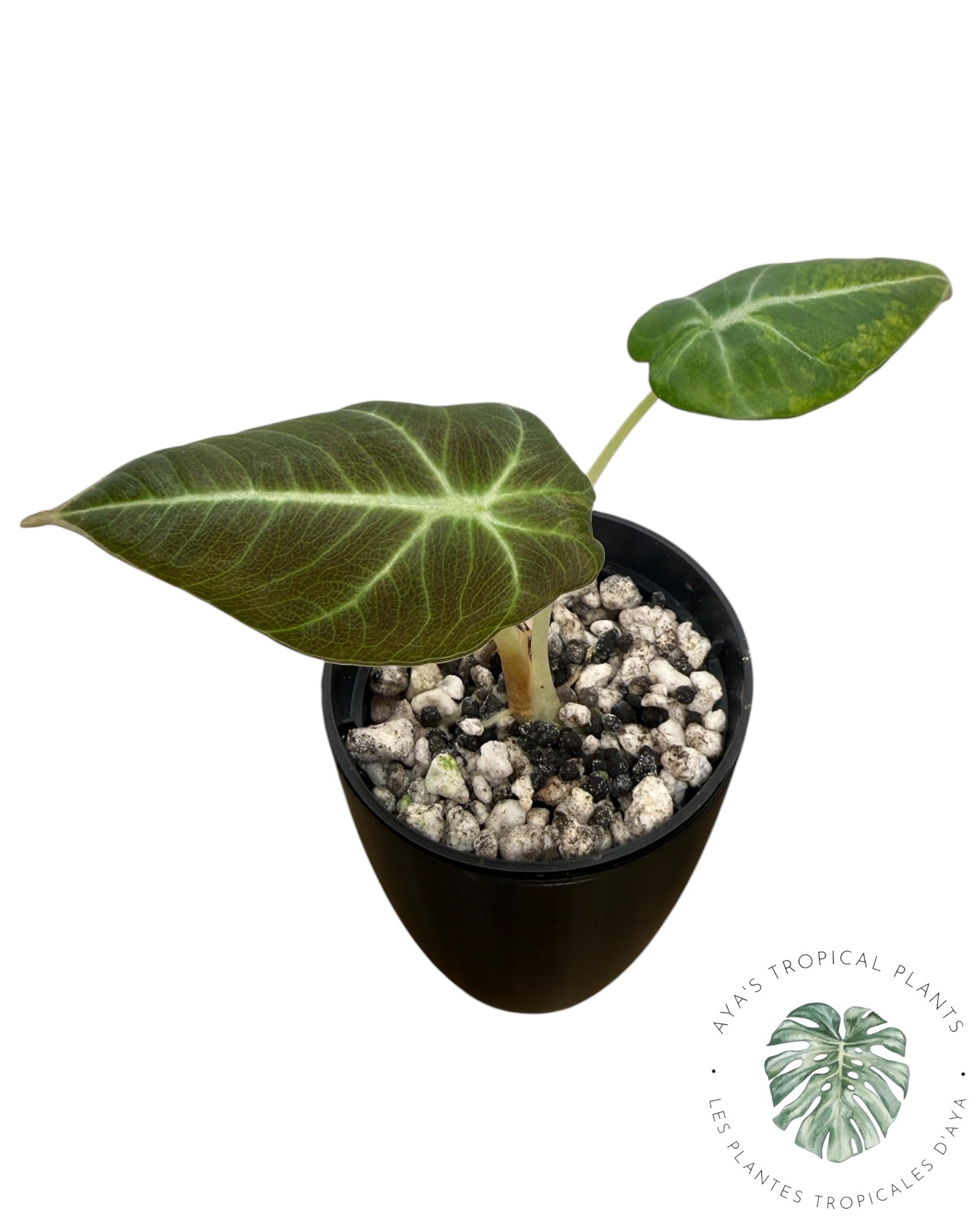 Alocasia Black Velvet Aurea Variegated