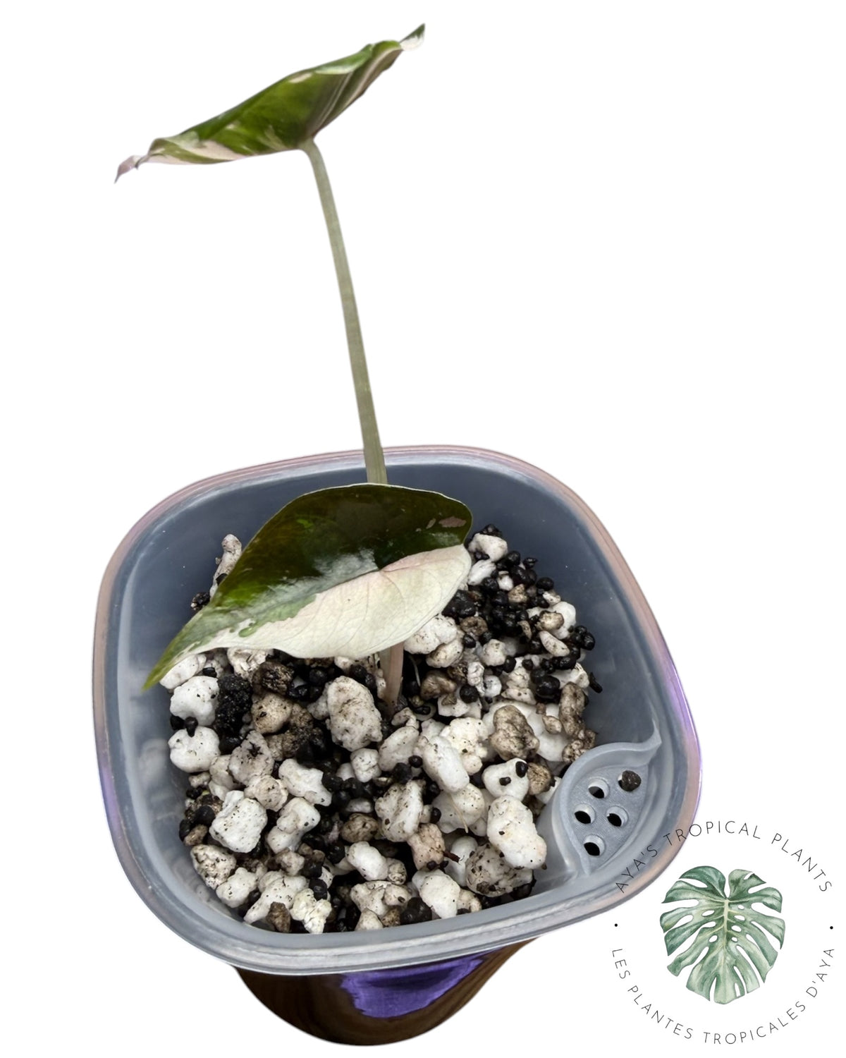 Alocasia Chantrieri Pink Variegated