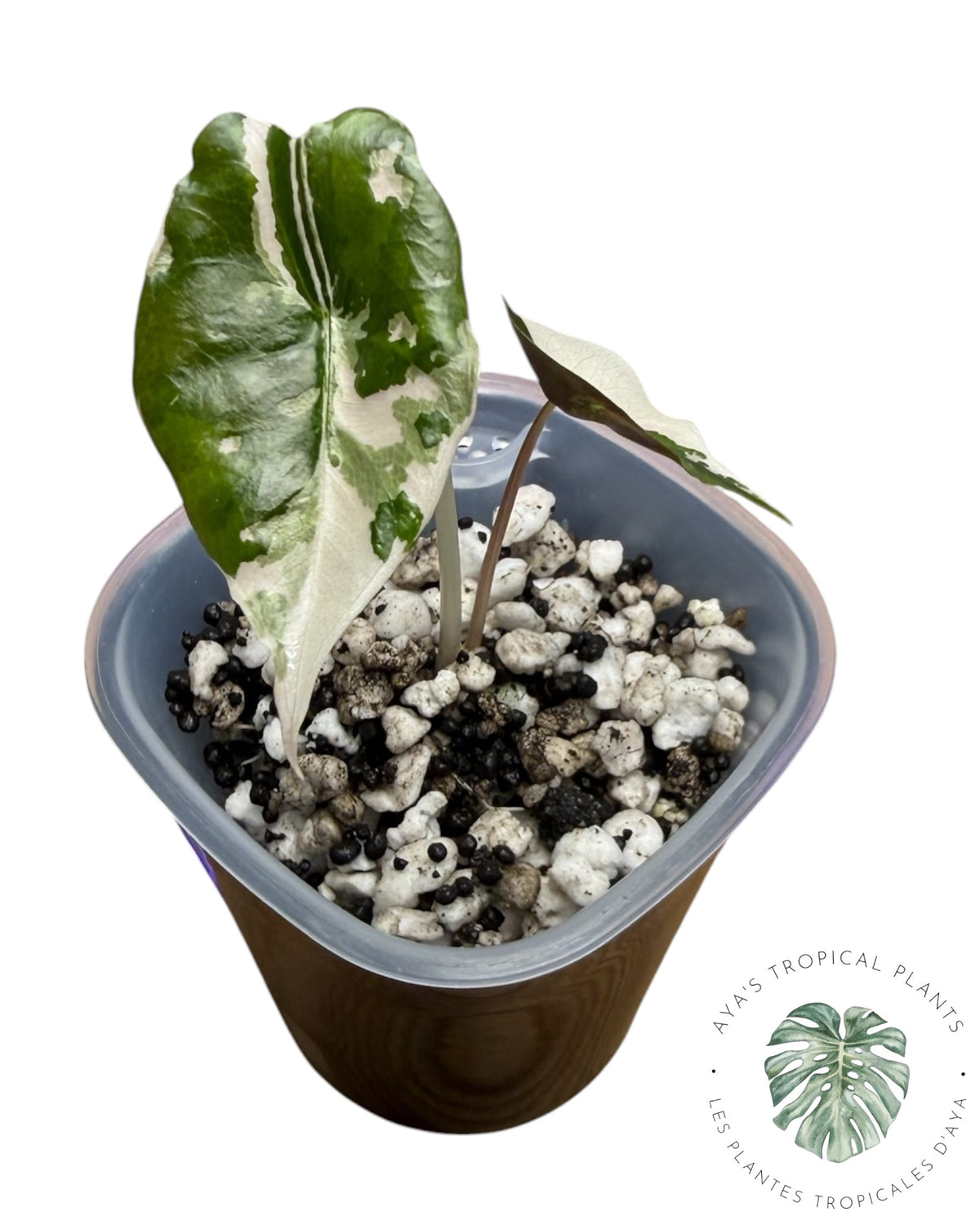 Alocasia Chantrieri Pink Variegated
