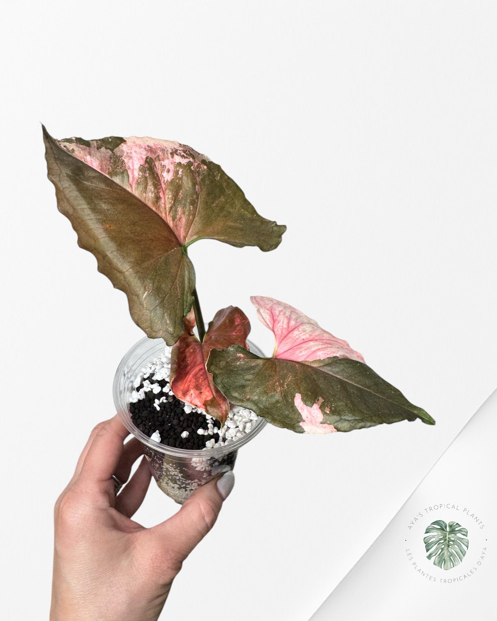 Syngonium Strawberry Ice Galaxy-1