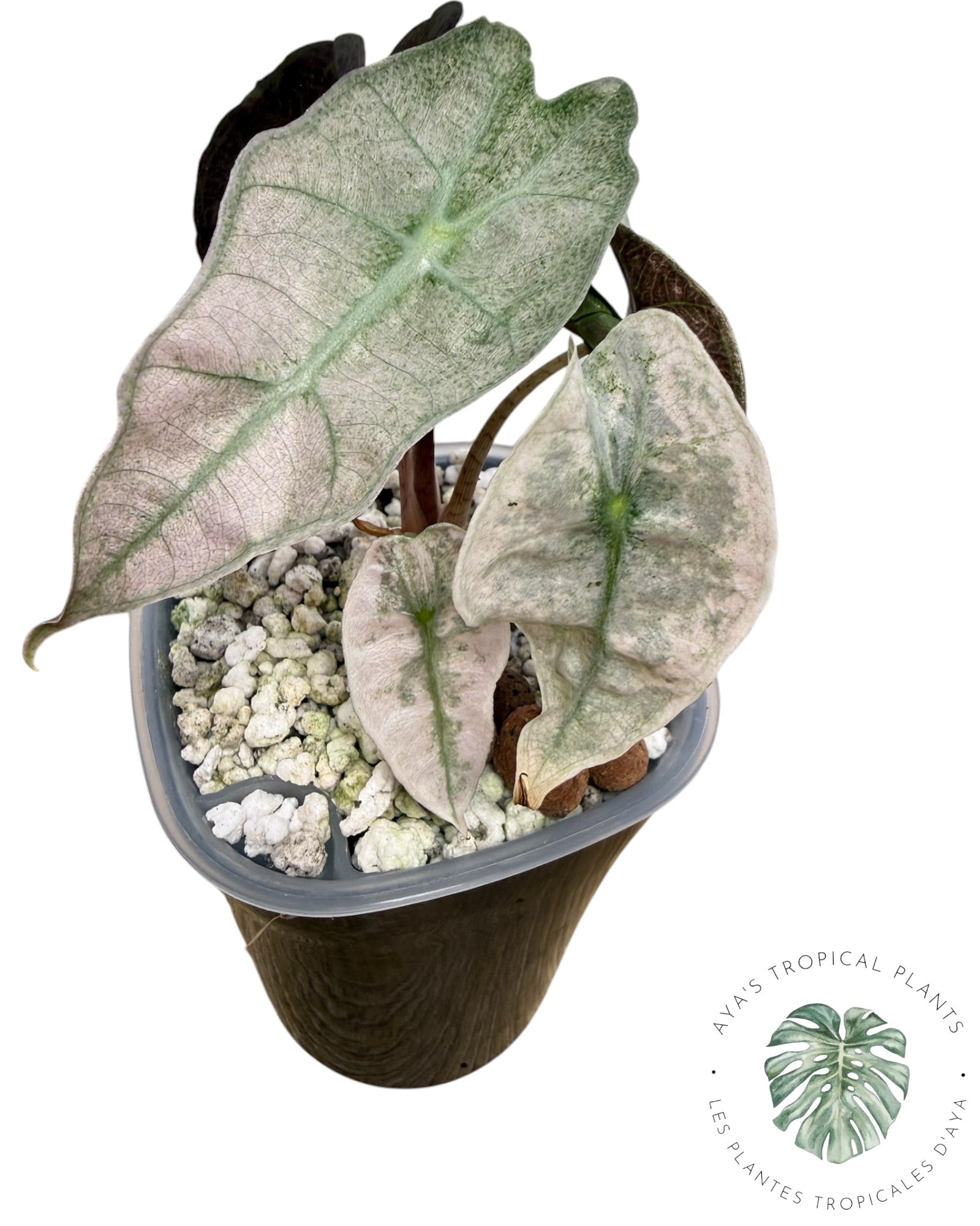 Alocasia polly pink mutation