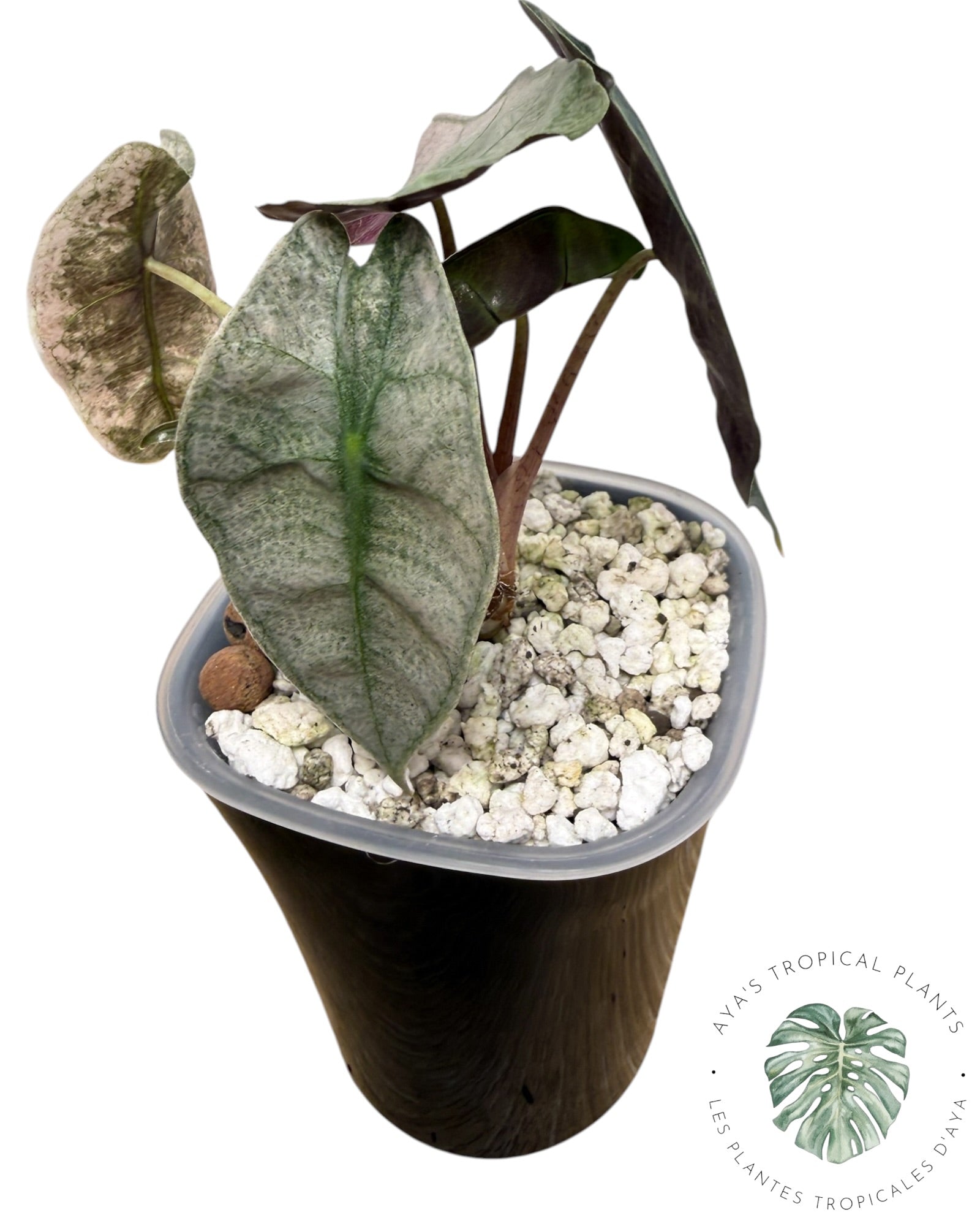 Alocasia polly pink mutation