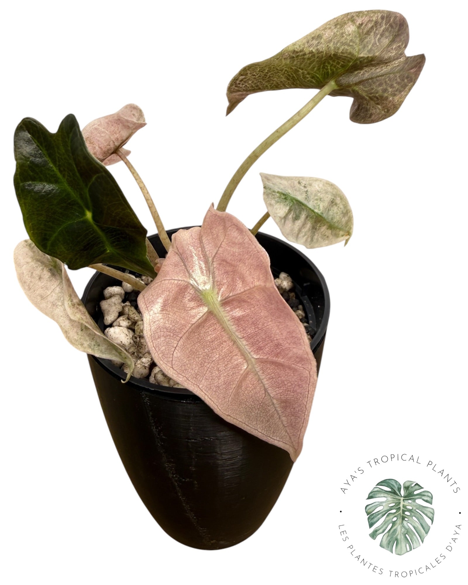 Alocasia polly pink mutation