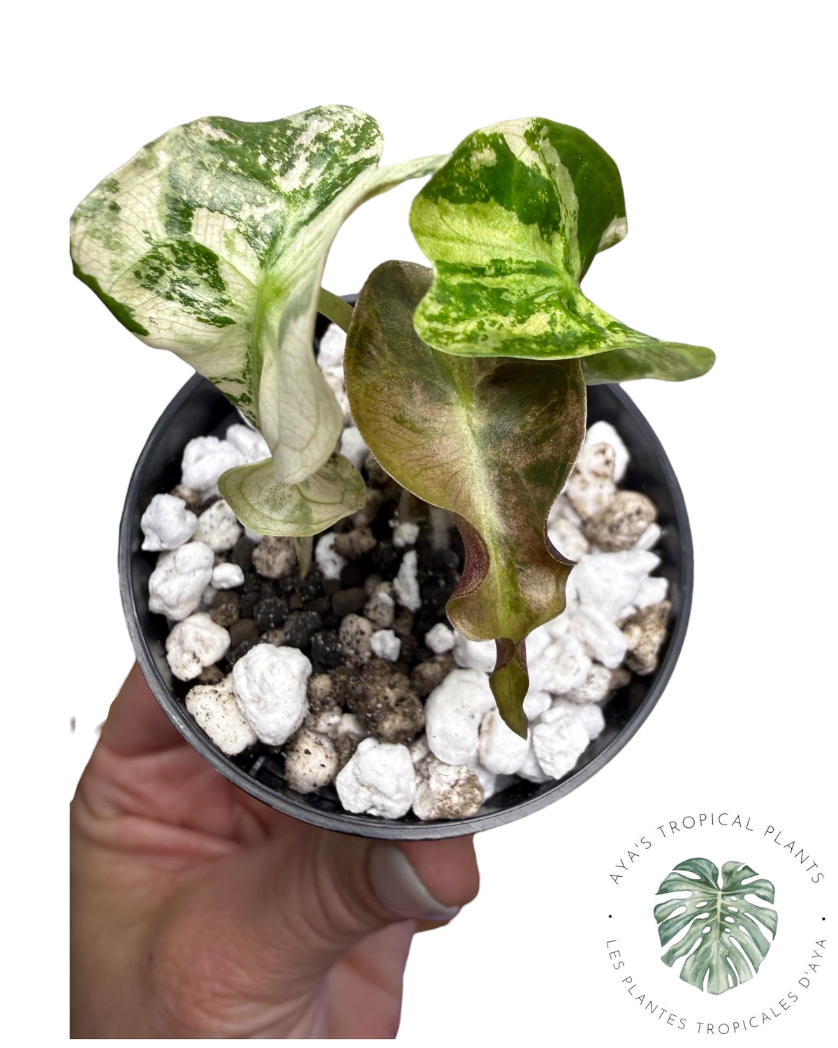 Alocasia Venom Pink Variegated Grade S | Premium Rare