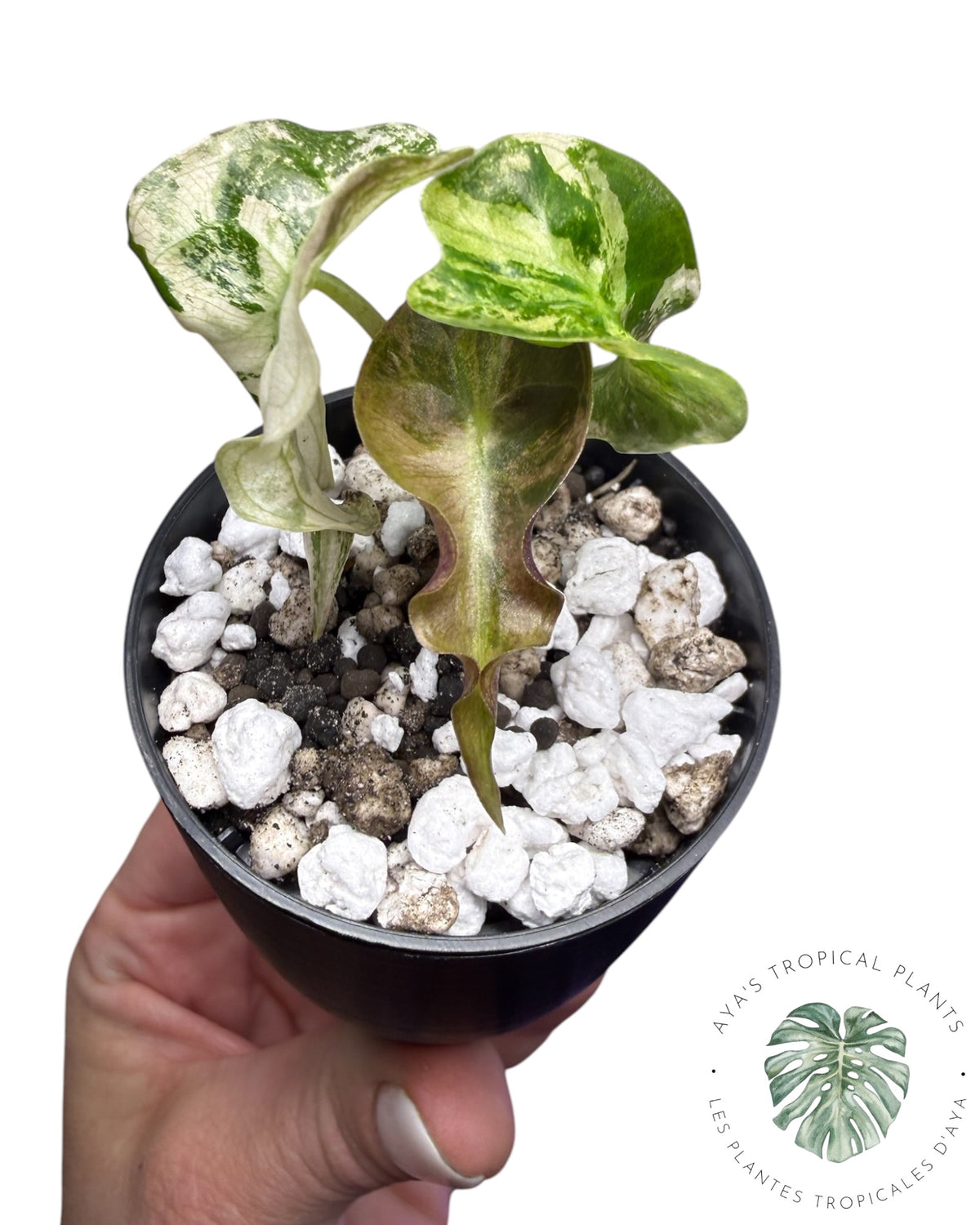 Alocasia Venom Pink Variegated Grade S | Premium Rare