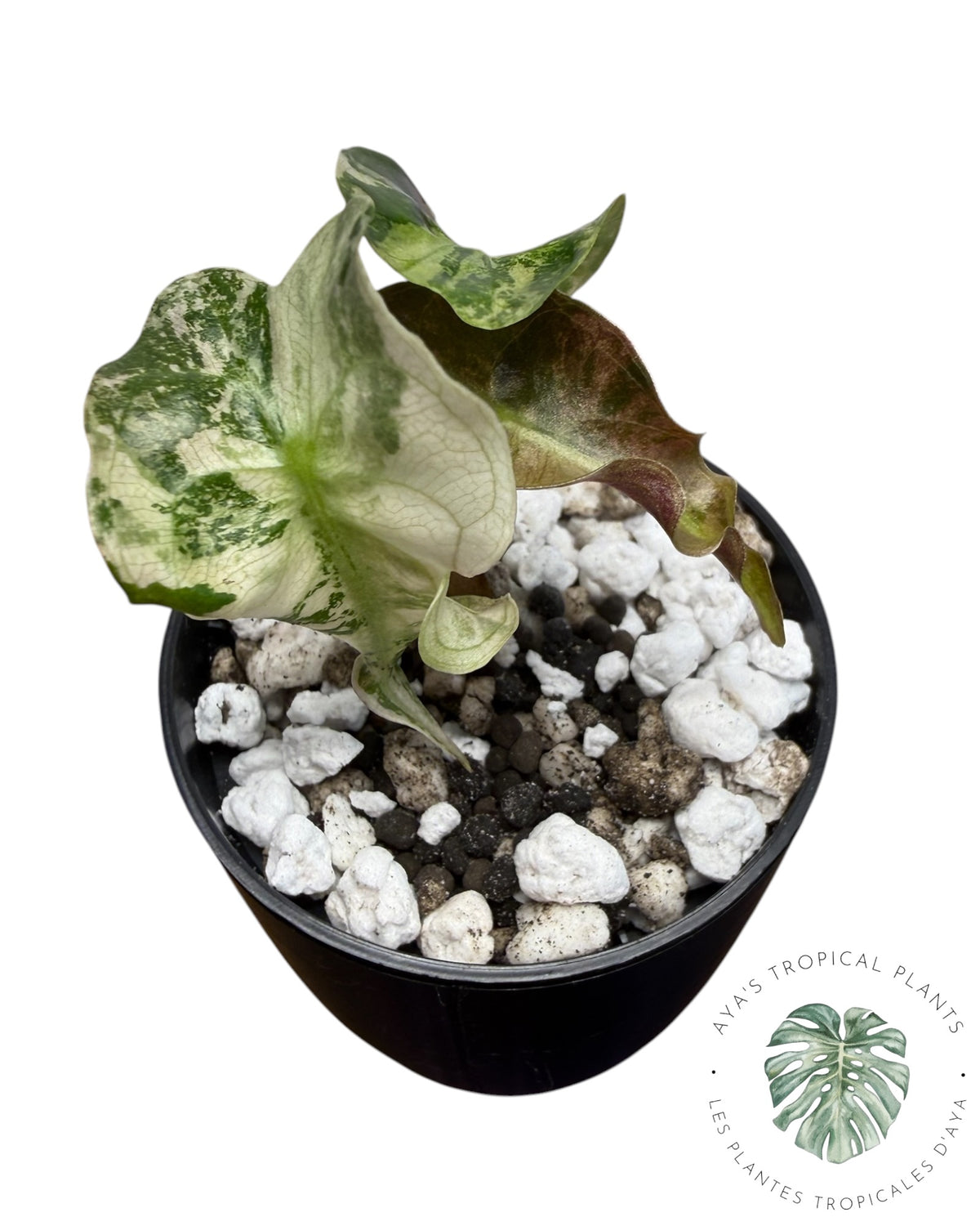 Alocasia Venom Pink Variegated Grade S | Premium Rare