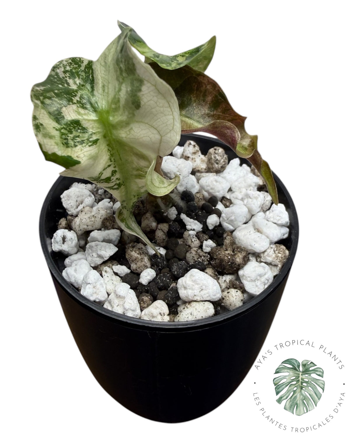 Alocasia Venom Pink Variegated Grade S | Premium Rare