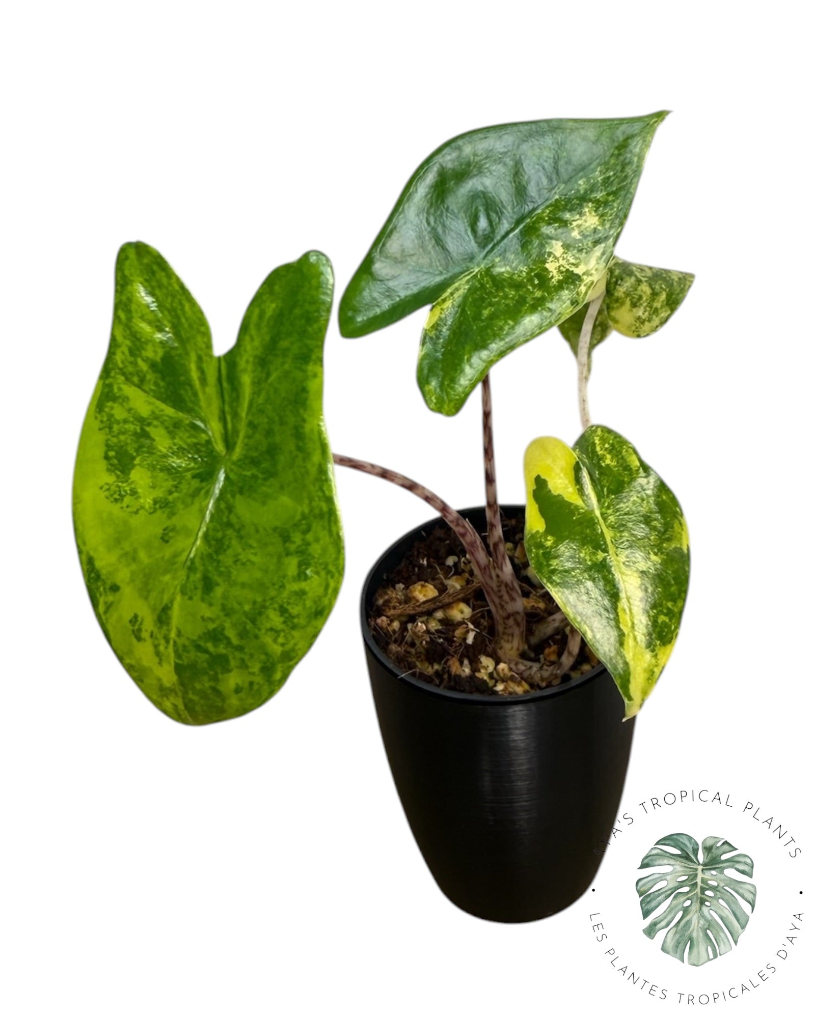 Alocasia Zebrina Aurea