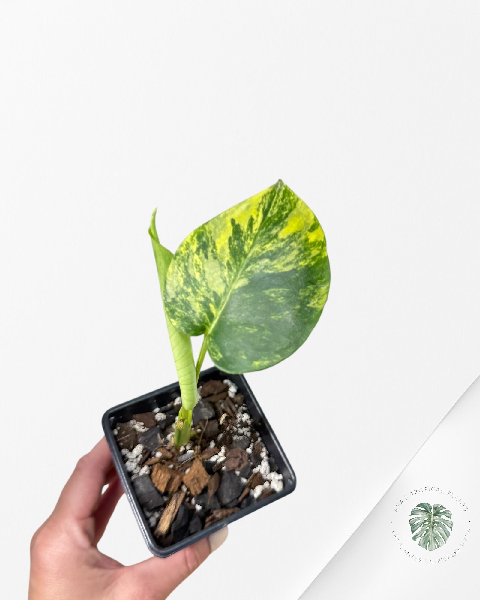 Monstera Deliciosa Yellow 'Marilyn' variegated -2