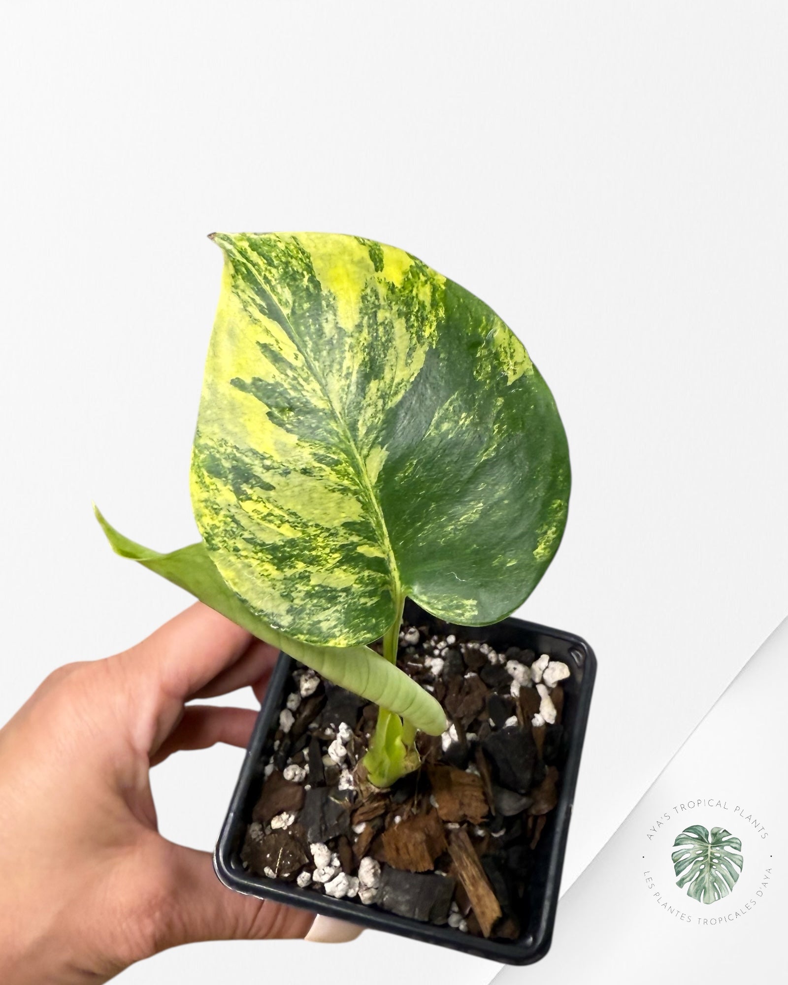 Monstera Deliciosa Yellow 'Marilyn' variegated -2