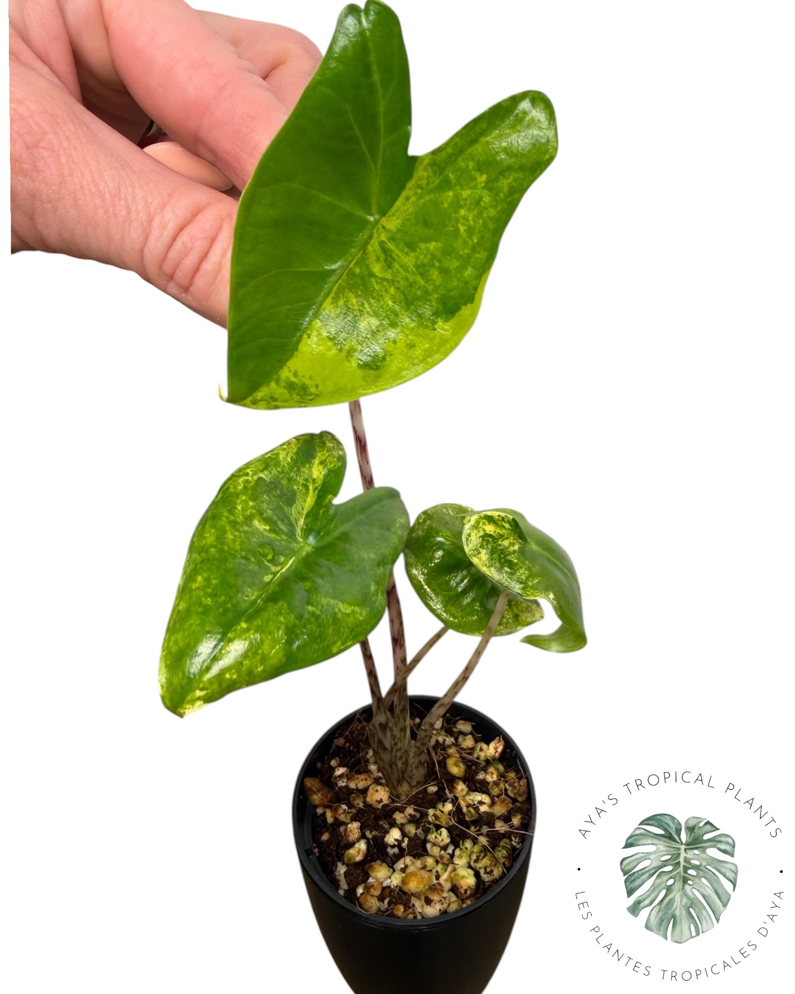 Alocasia Zebrina Aurea