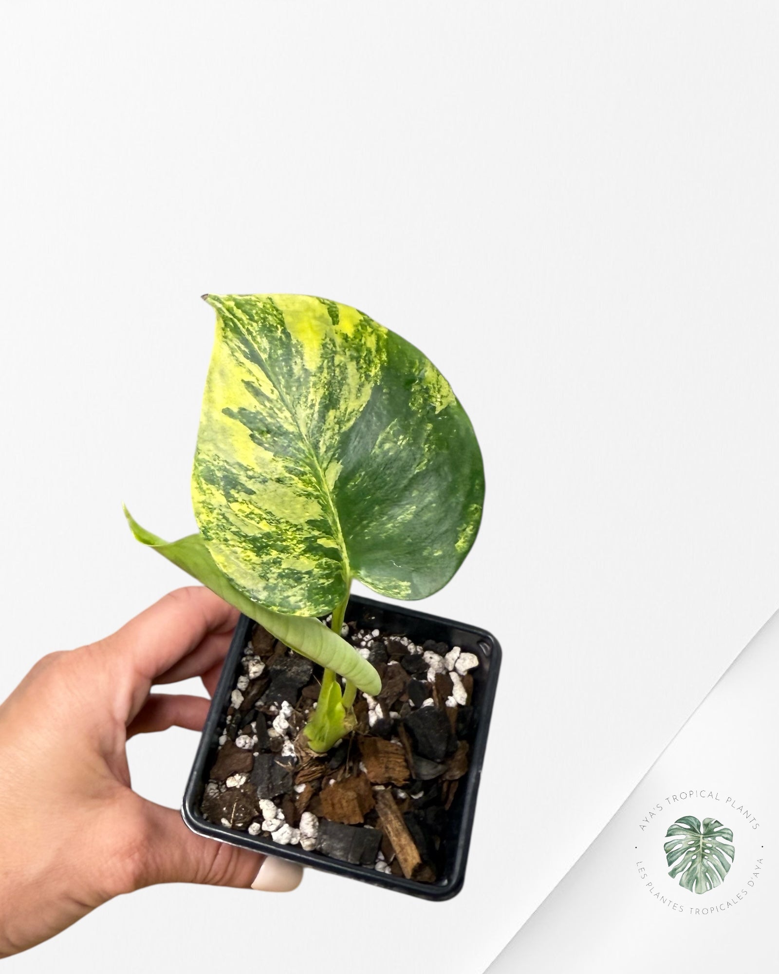 Monstera Deliciosa Yellow 'Marilyn' variegated -2