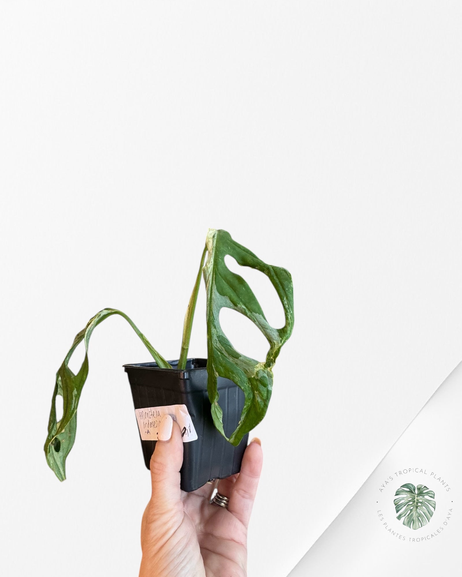 Monstera Adansonii Menthe d'Indonésie - A