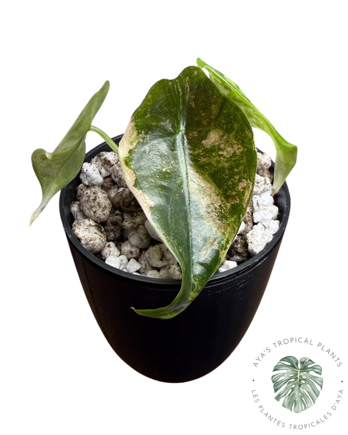 Alocasia Sedenii Pink Variegated