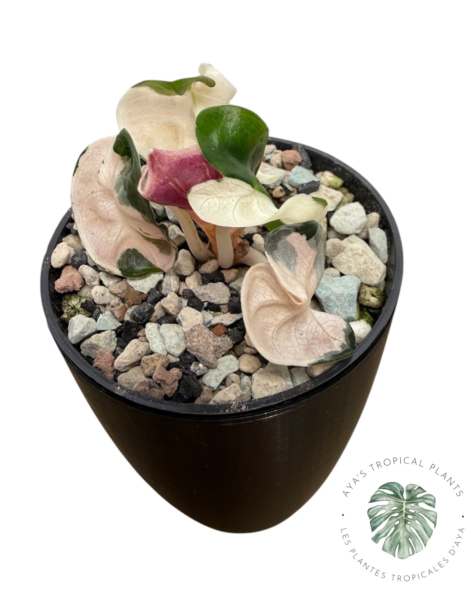 Alocasia Heart Balloon rose panaché
