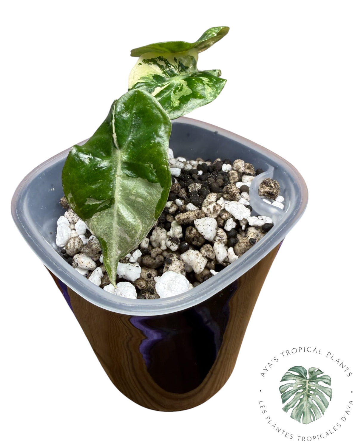 Alocasia Mandalay Pink Variegated
