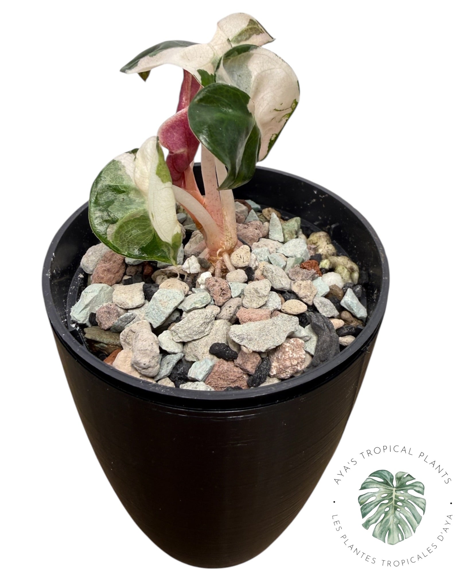 Alocasia Heart Balloon Pink variegated