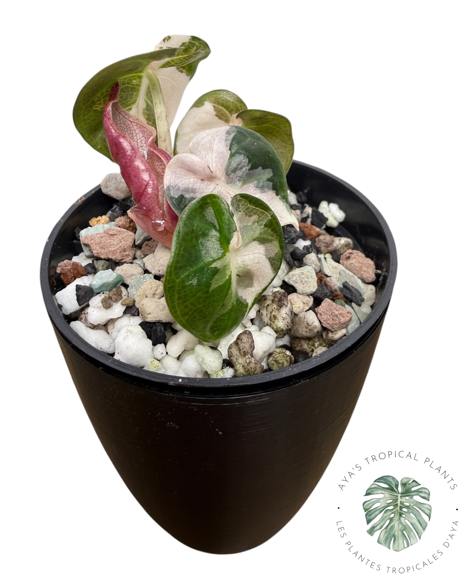 Alocasia Heart Balloon Pink variegated
