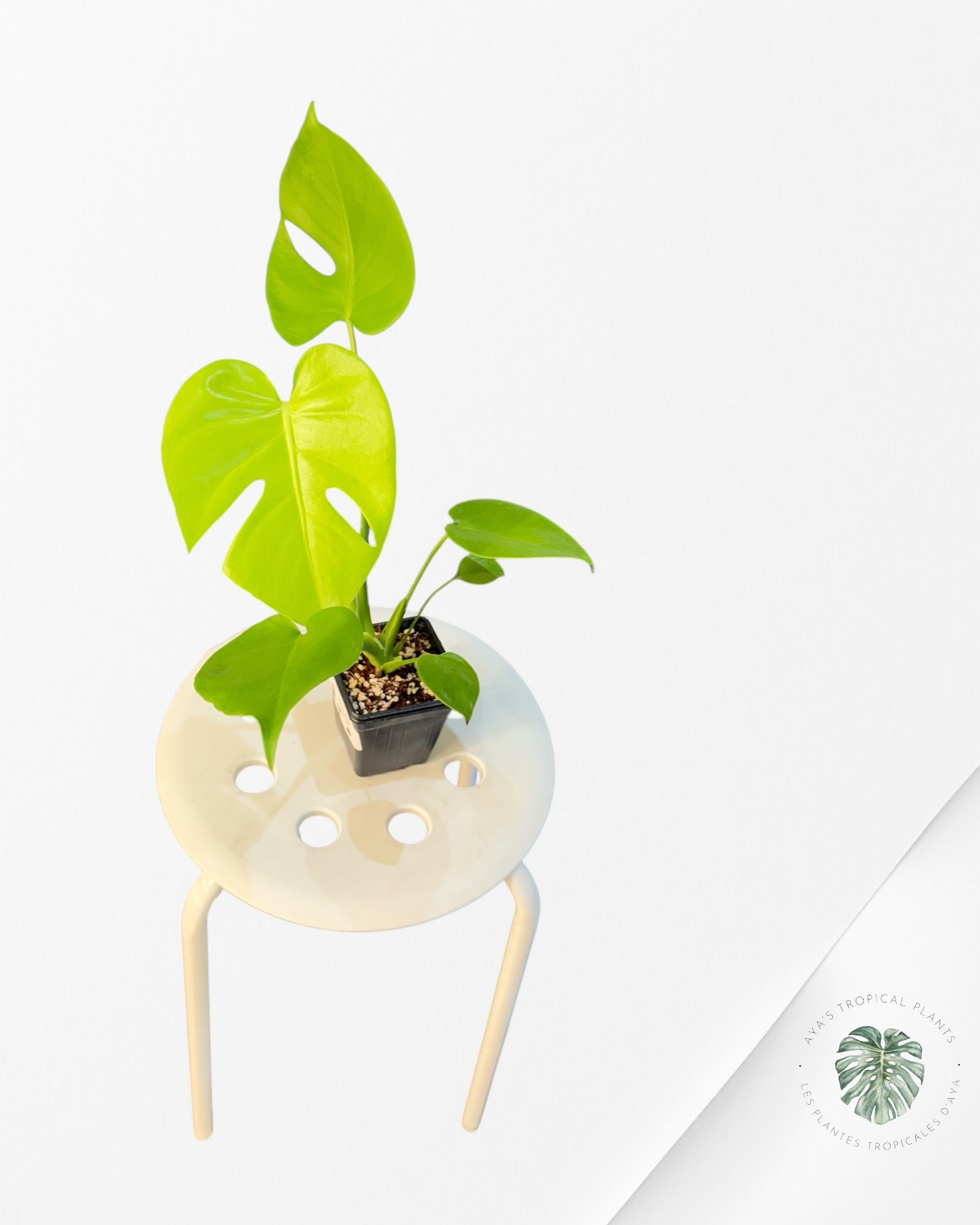 Monstera deliciosa 'Lemon Lime' -T