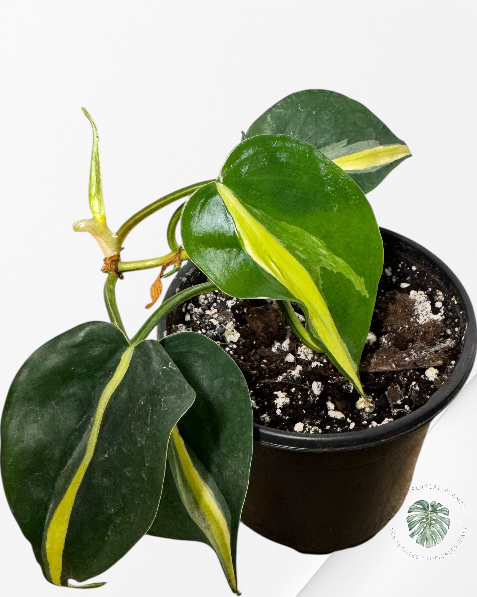 Philodendron Silver Stripes -H