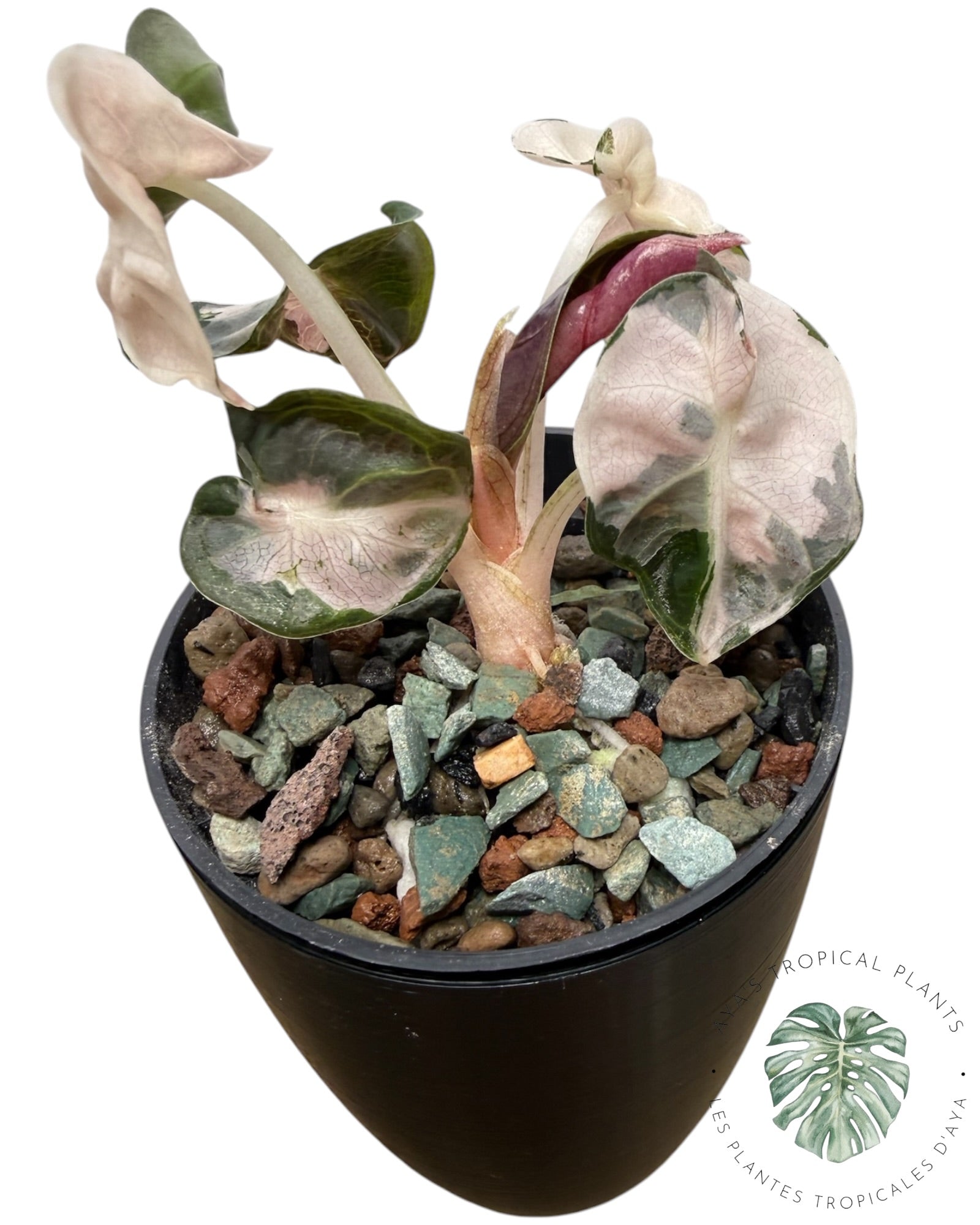 Alocasia Heart Balloon Pink variegated