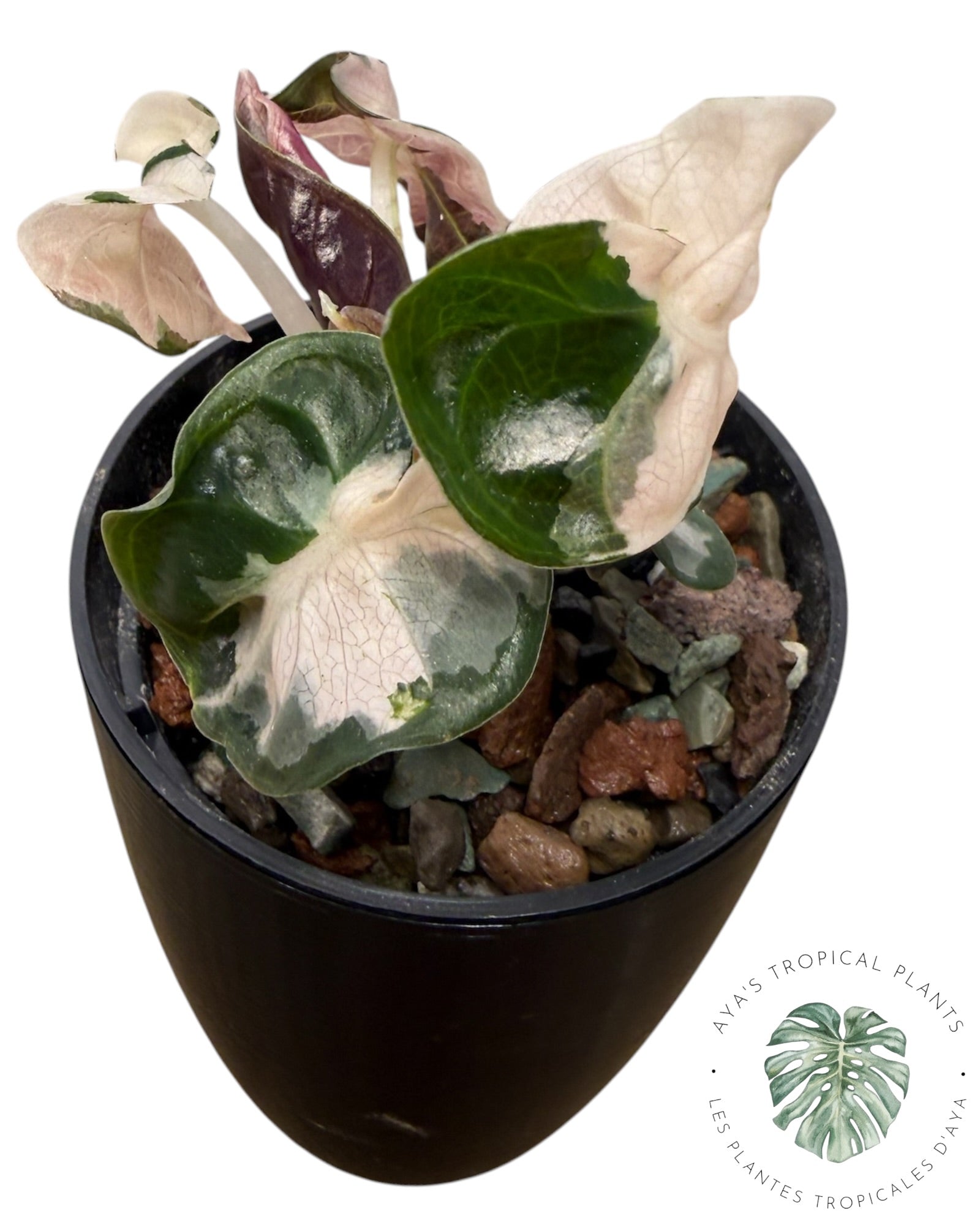 Alocasia Heart Balloon Pink variegated