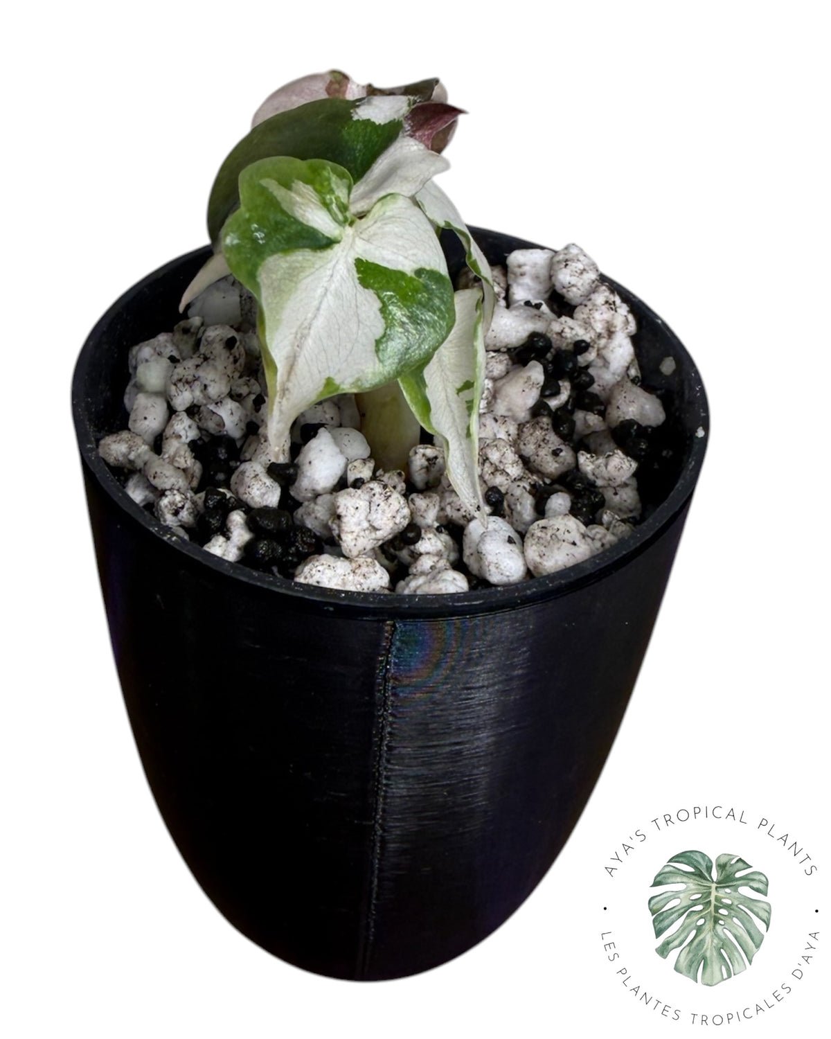 Alocasia Cuprea Pink Albo Variegated
