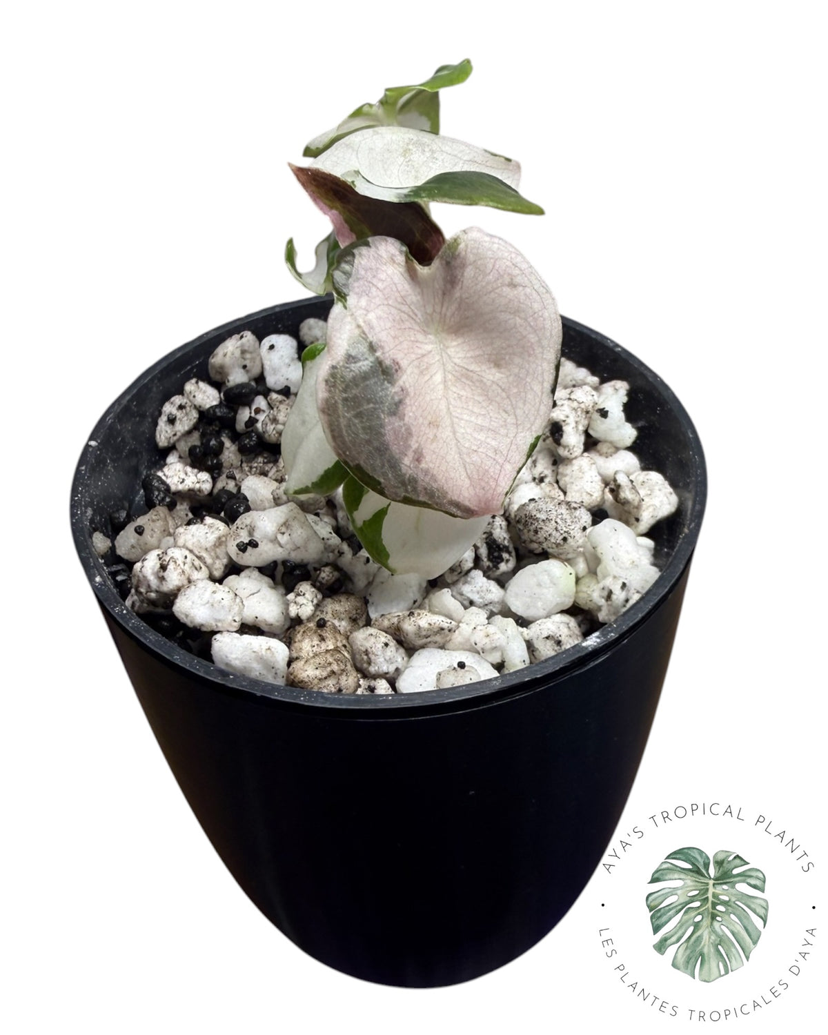Alocasia Cuprea Pink Albo Variegated
